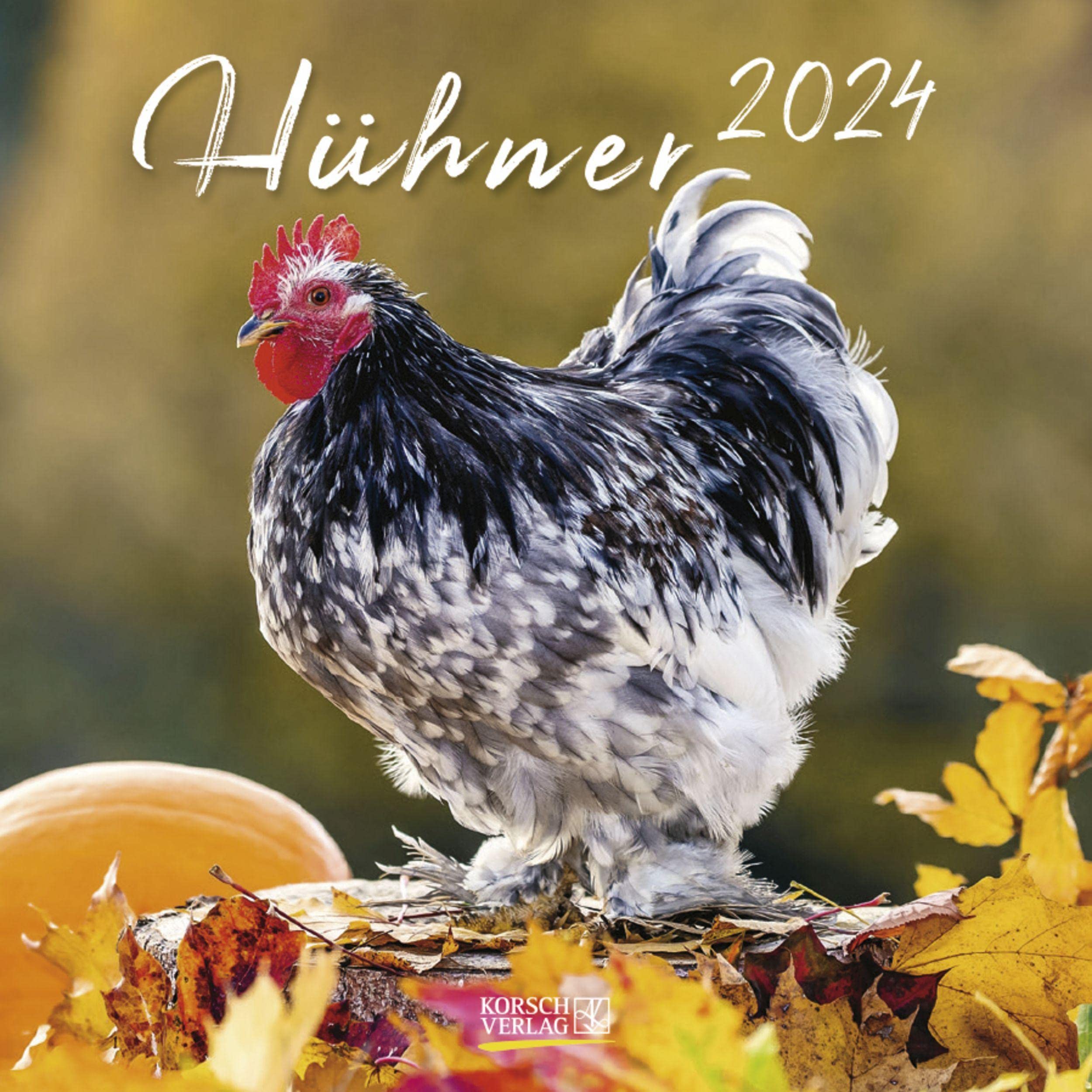 Hühner 2024: Broschürenkalender mit Ferienterminen. Format: 30 x 30 cm Leisure, Home & Garden