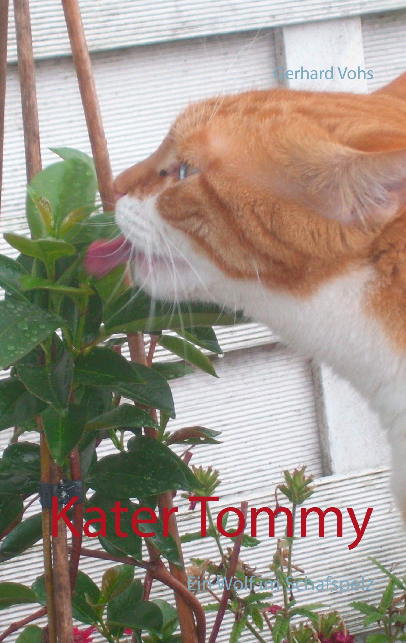 Kater Tommy: Ein Wolf im Schafspelz Contemporary literature