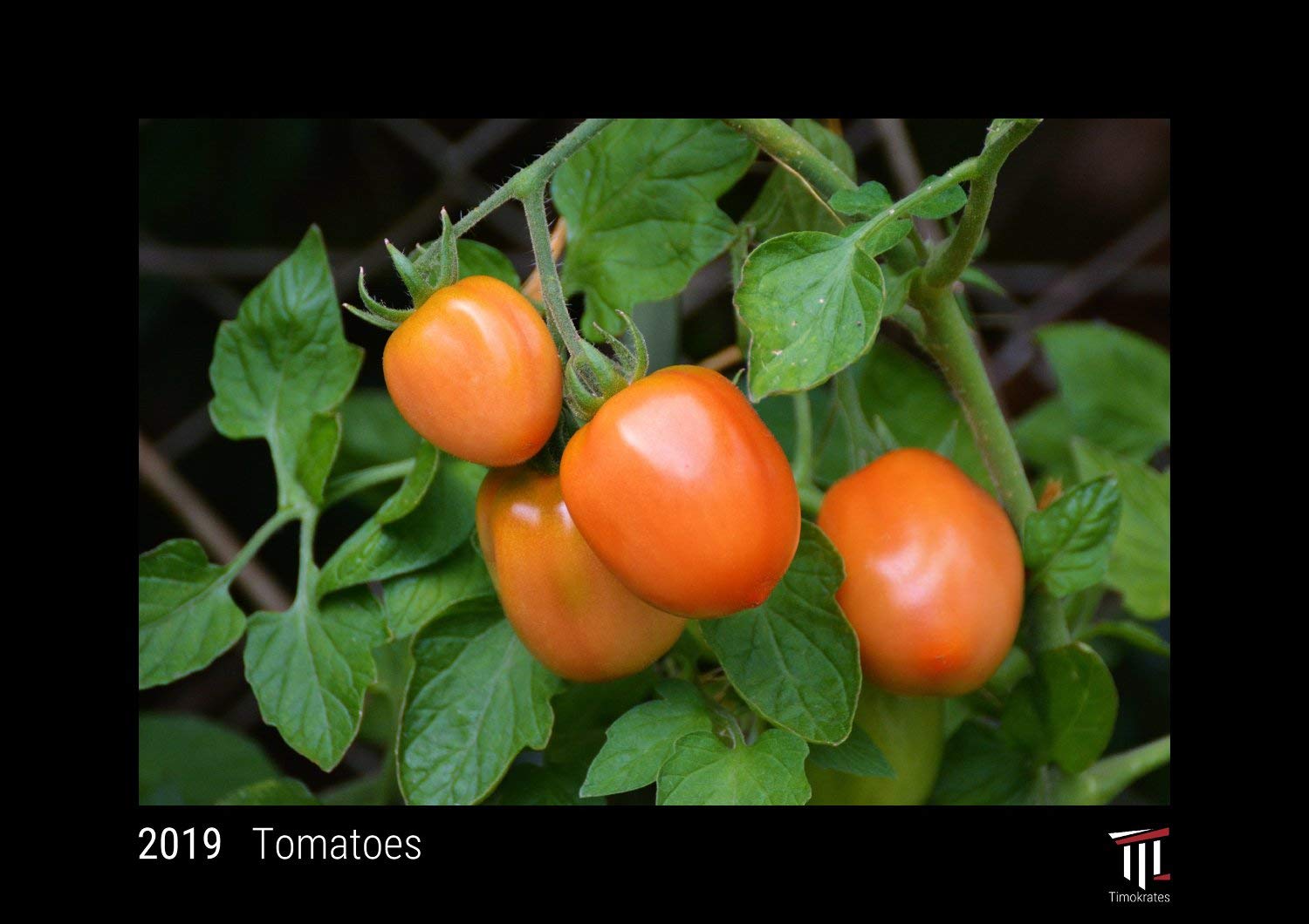 Tomatoes 2019 - Black Edition - Timocrates wall calendar, picture calendar, photo calendar - DIN A4 (30 x 21 cm) Leisure, Home & Garden