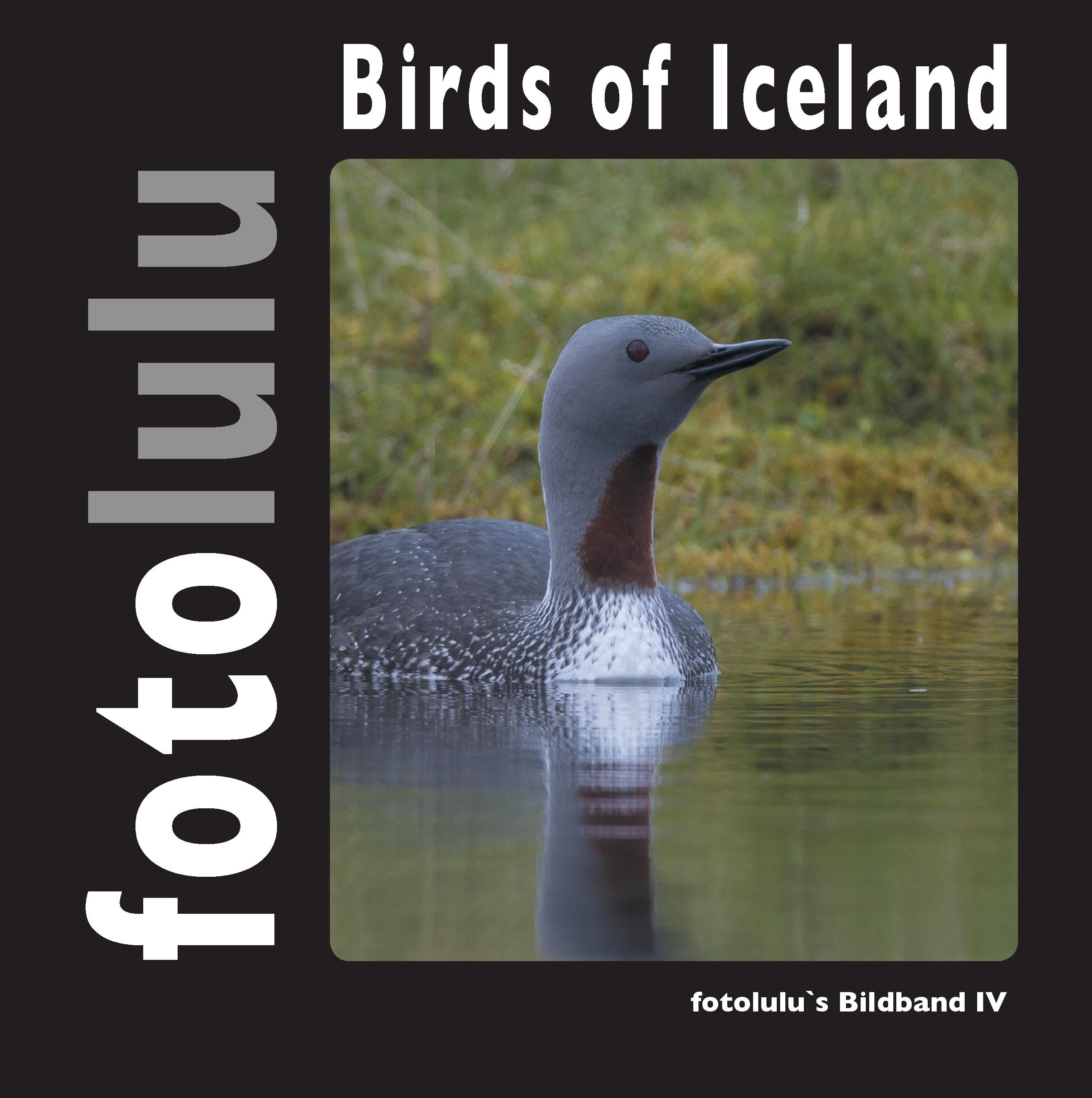 Birds of Iceland: fotolulu's Bildband 4 Architecture