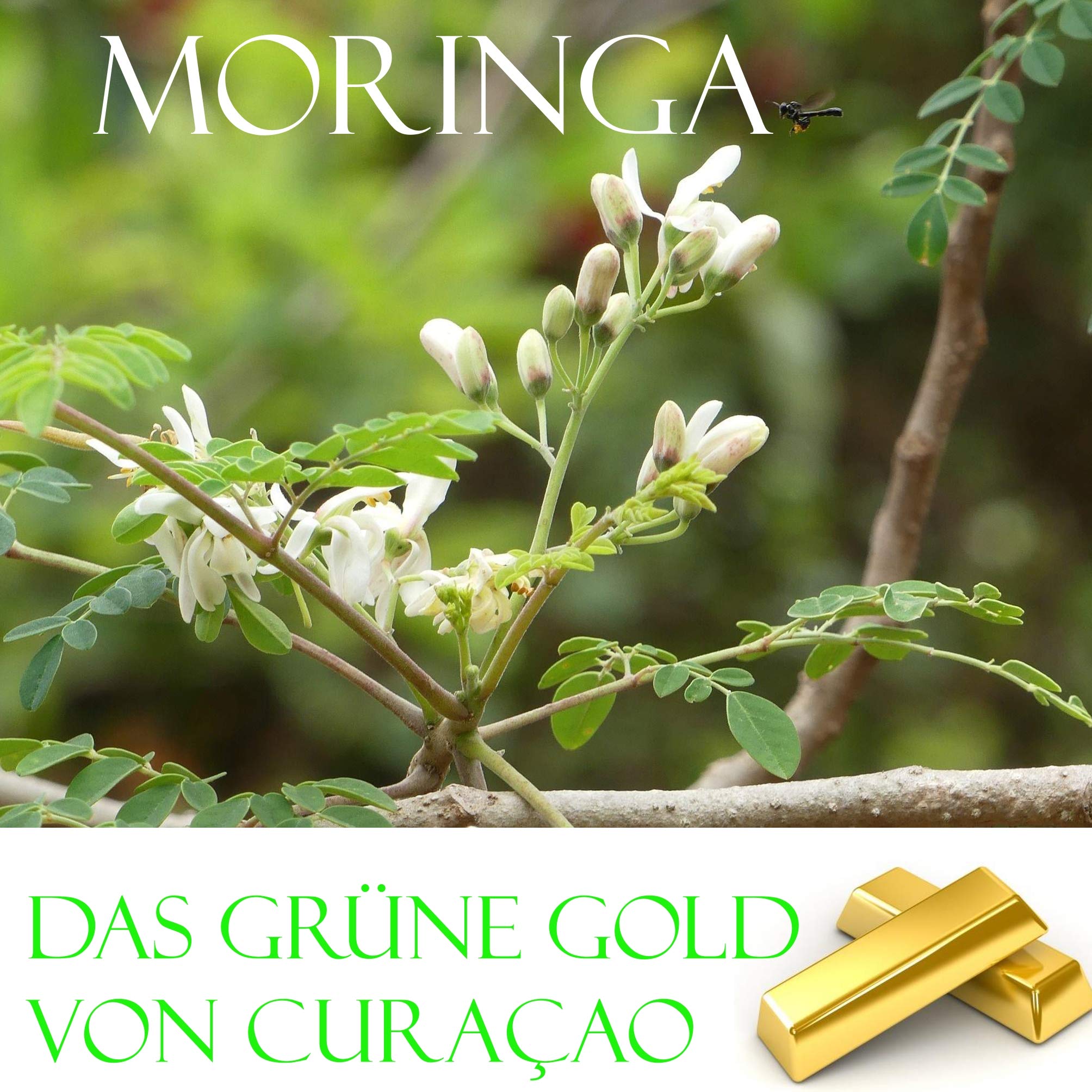 Das grüne Gold von Curacao: Moringa Mathematics