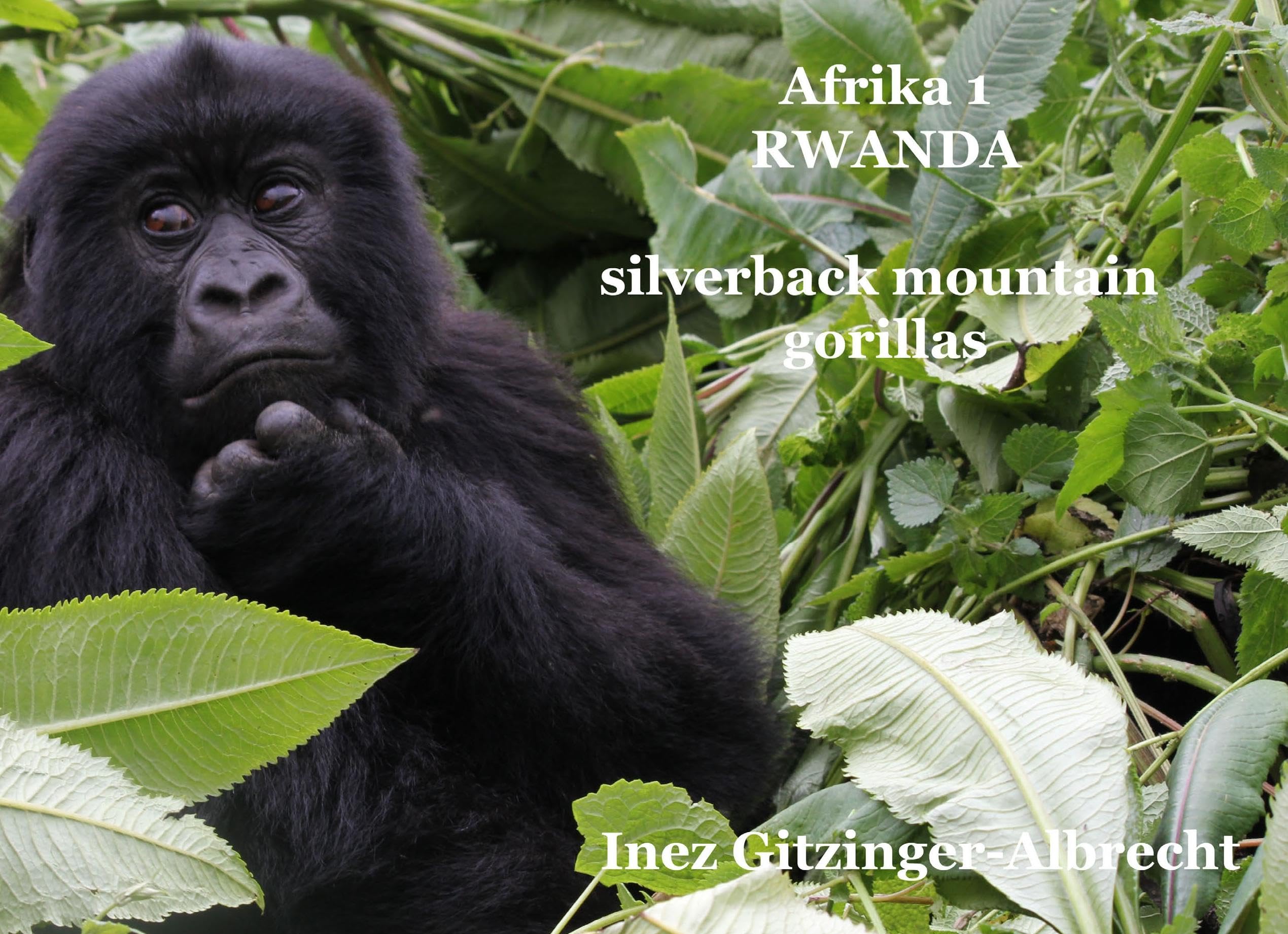 Afrika 1 Ruanda: Silverback Mountain Gorillas - Fotodokumentation Leisure, Home & Garden