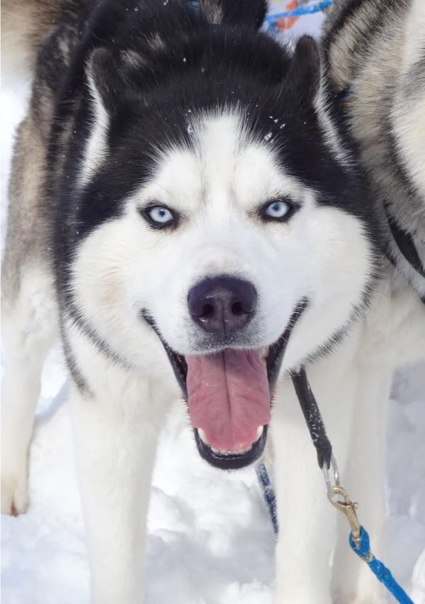 Schau mir in die Augen, Mensch!: Aus dem Leben einer huskyverrückten Familie Pets