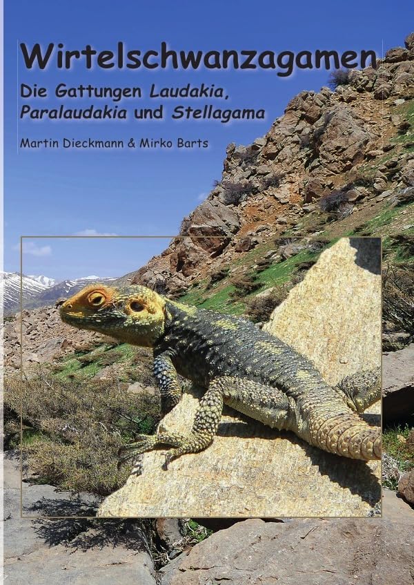Wirtelschwanzagamen: Die Gattungen Laudakia, Paralaudakia und Stellagama Pets