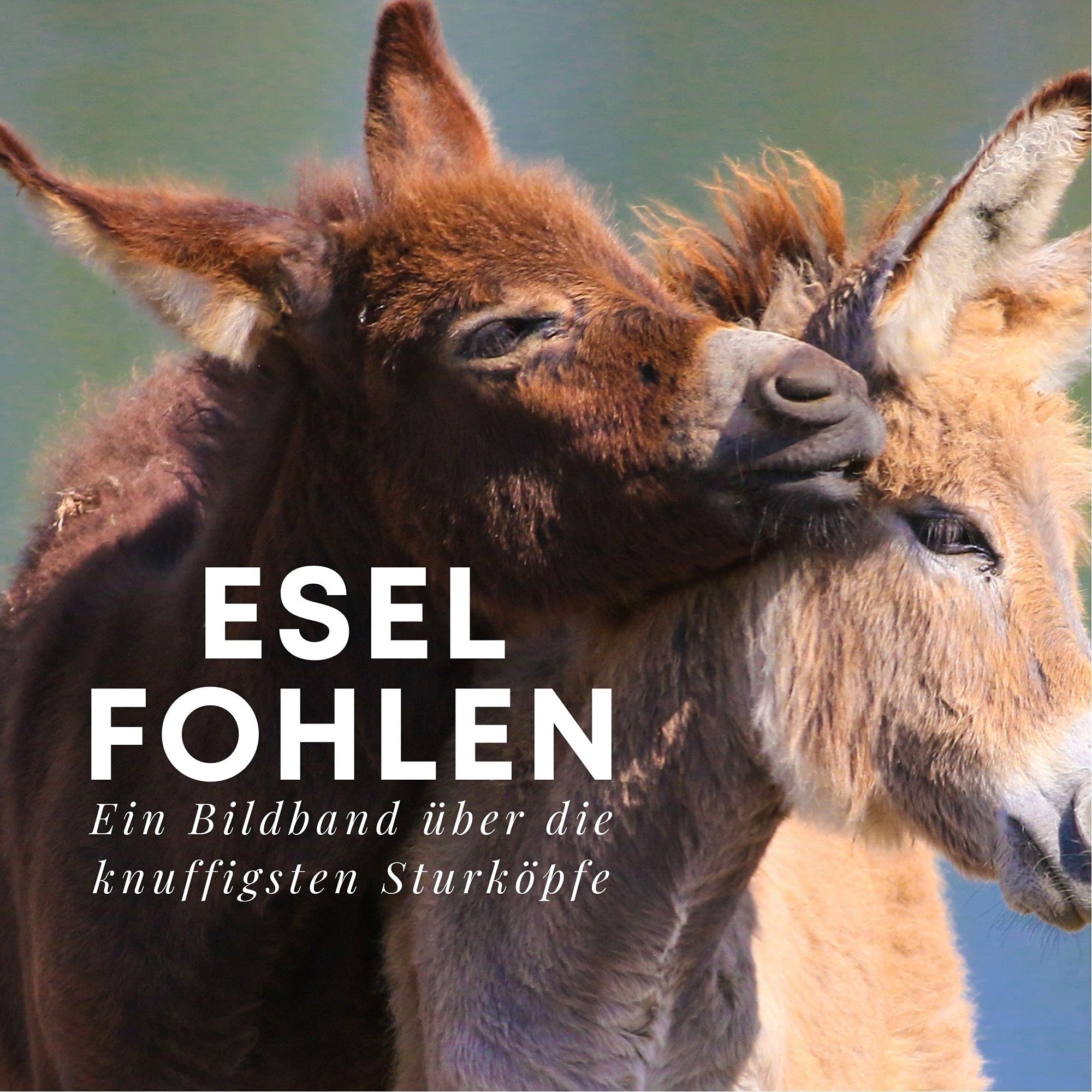 Esel Fohlen: Ein Bildband über die knuffigsten Sturköpfe Memories