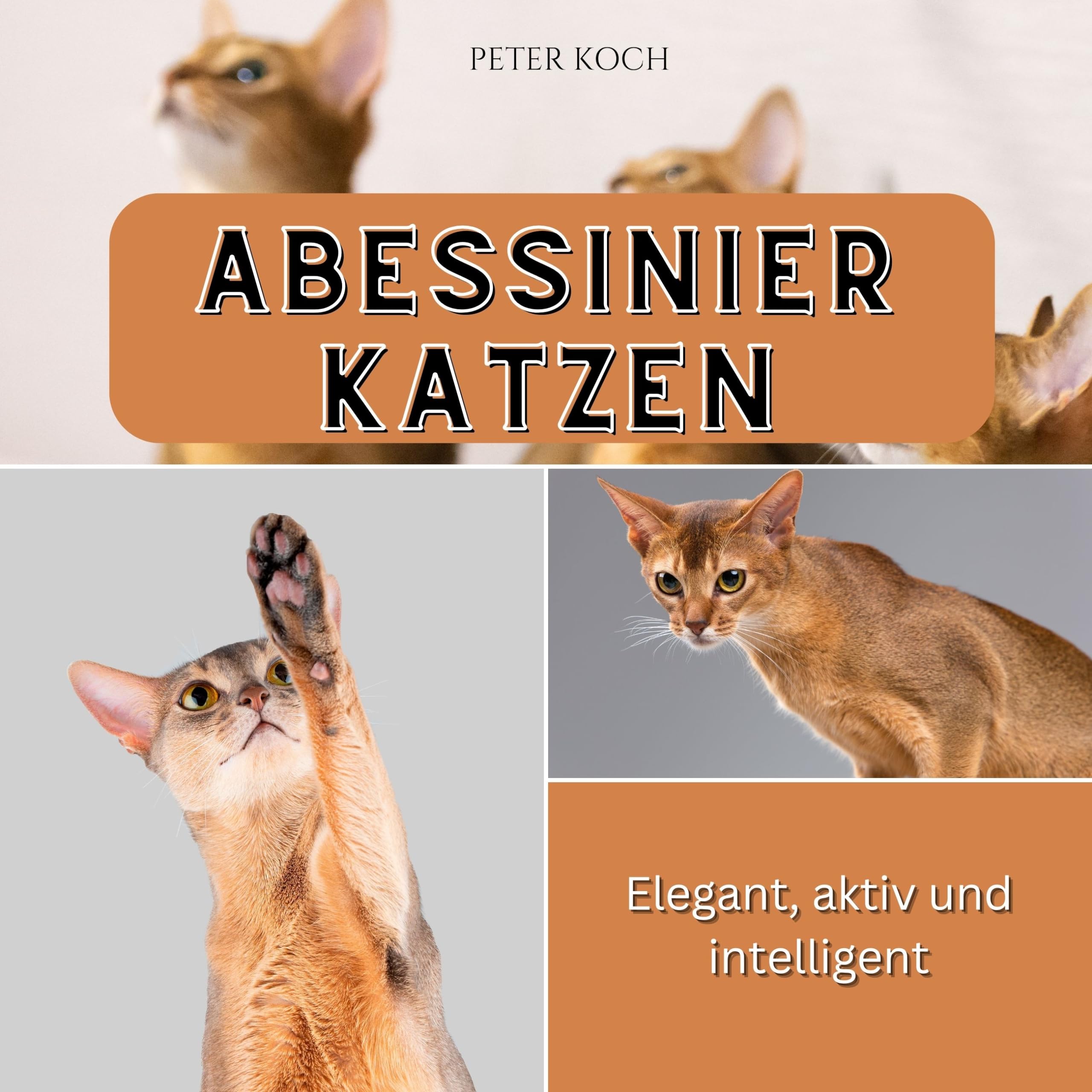 Abessinierkatzen: Elegant, aktiv und intelligent Photography