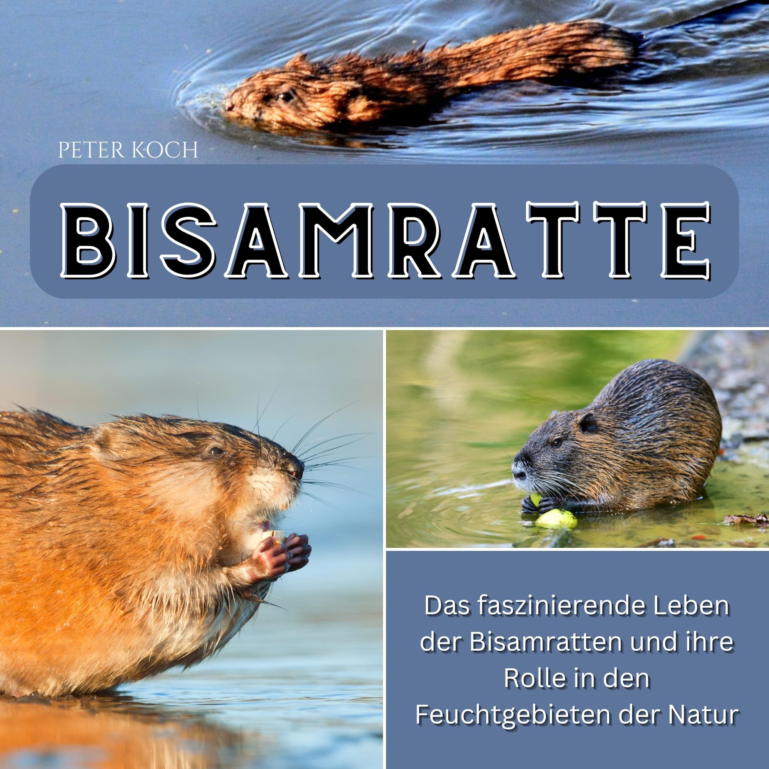Bisamratte: Das faszinierende Leben der Bisamratten und ihre Rolle in den Feuchtgebieten der Natur Photography
