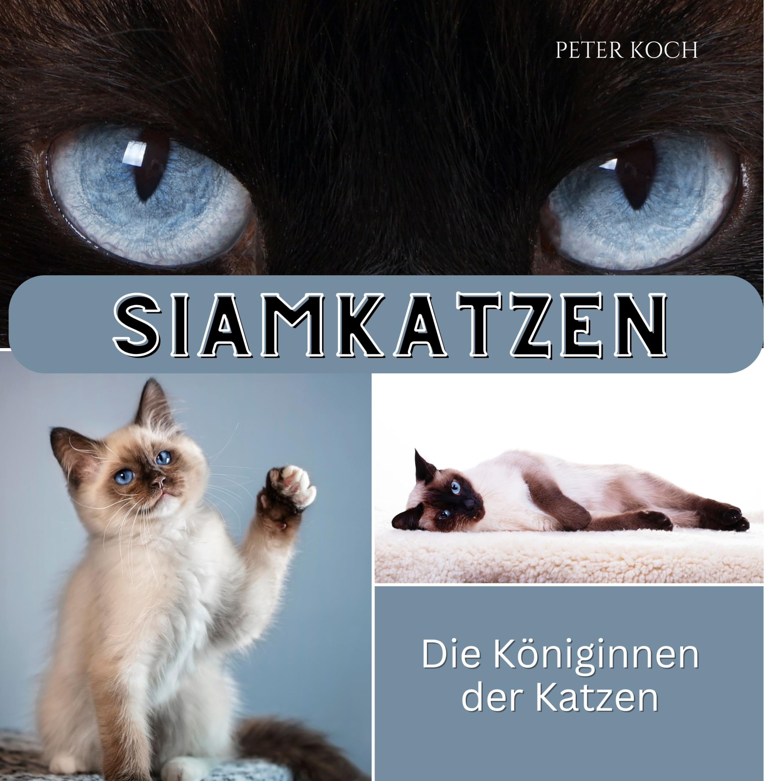Siamkatzen: Die Königinnen der Katzen Photography