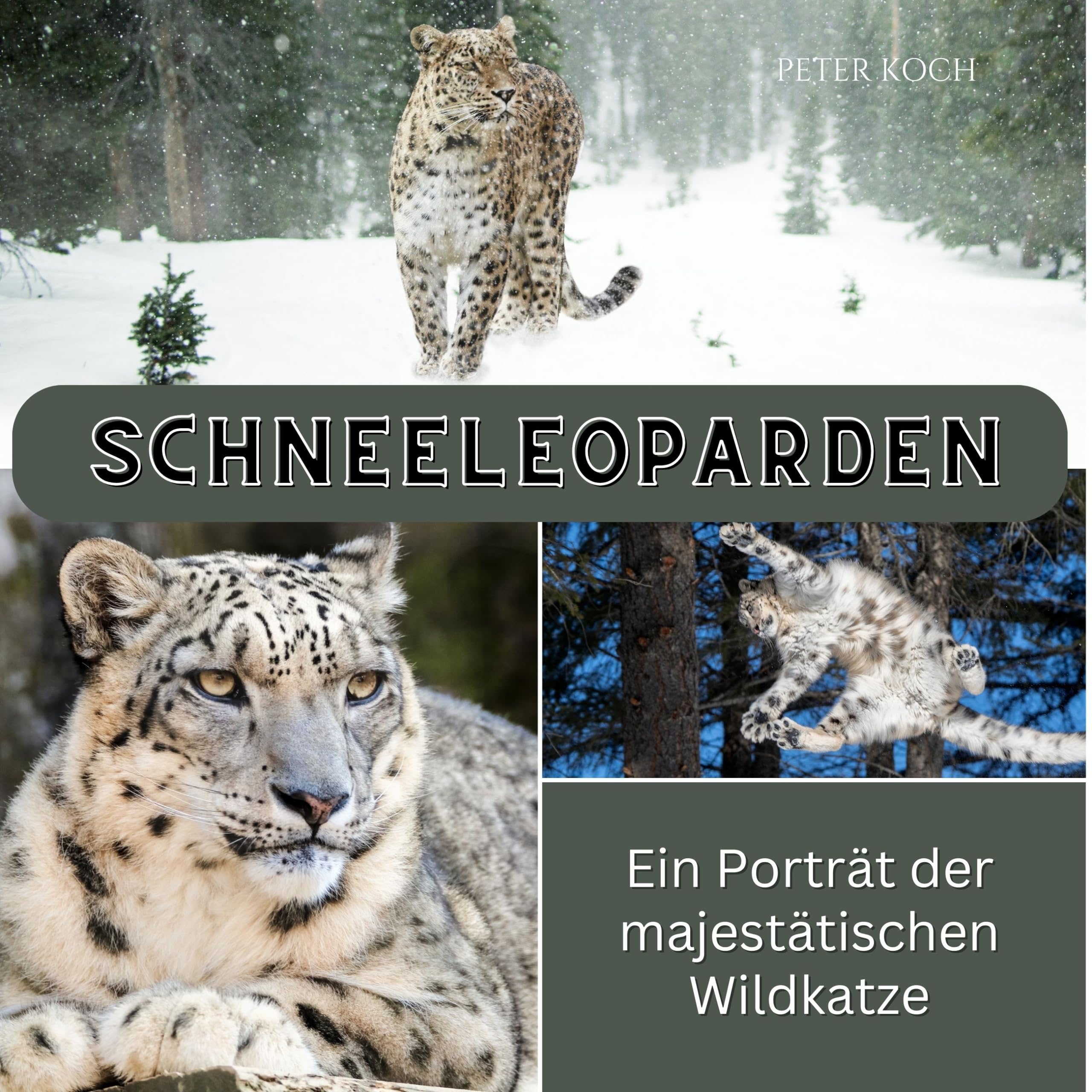 Schneeleopard: Ein Porträt der majestätischen Wildkatze Photography