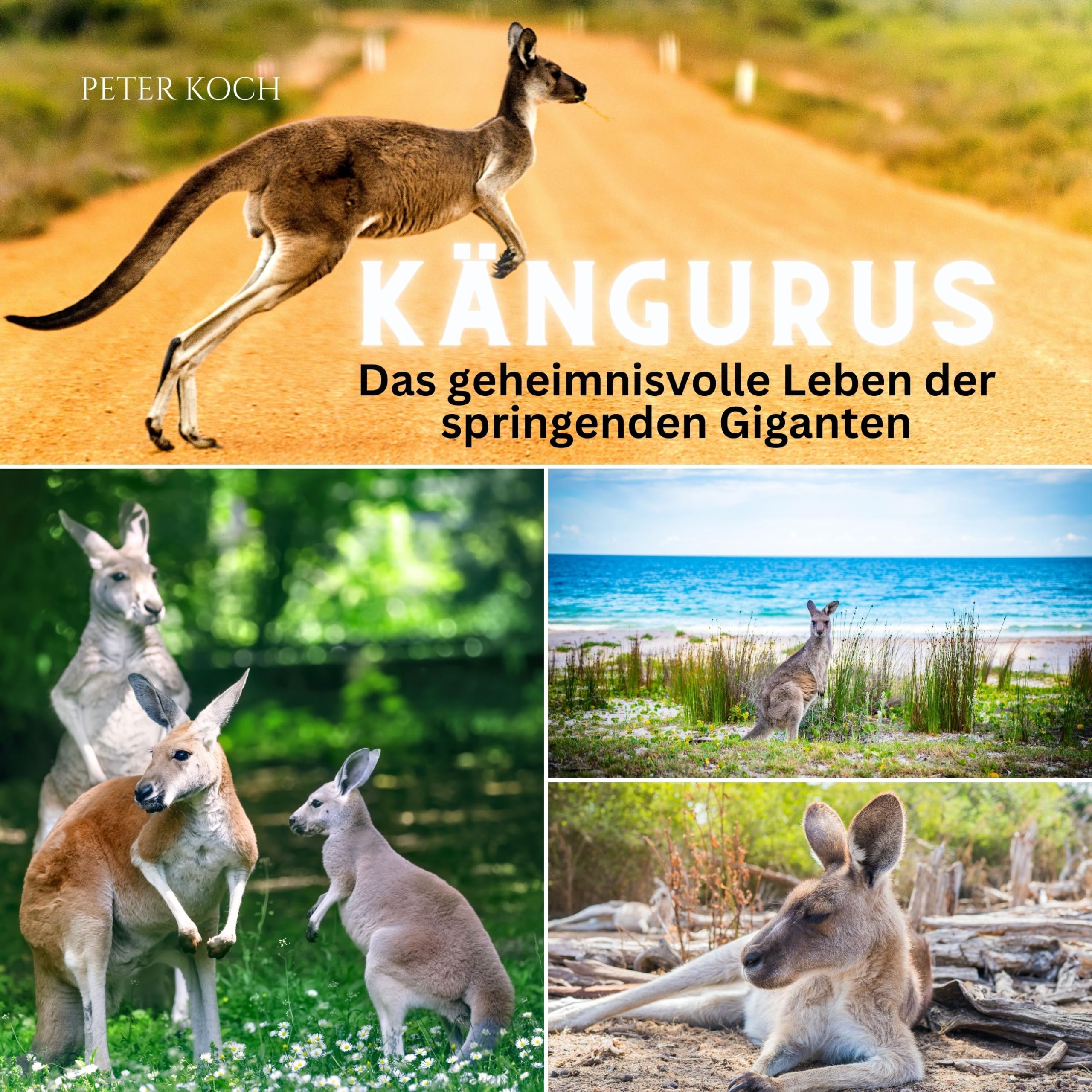 Kängurus: Das geheimnisvolle Leben der springenden Giganten Photography