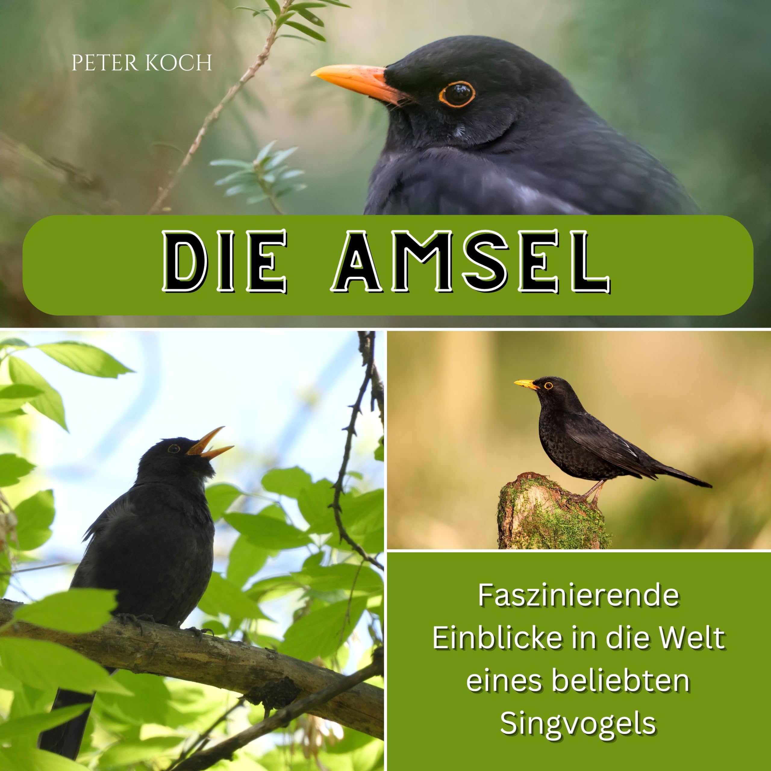 Die Amsel: Faszinierende Einblicke in die Welt eines beliebten Singvogels Photography