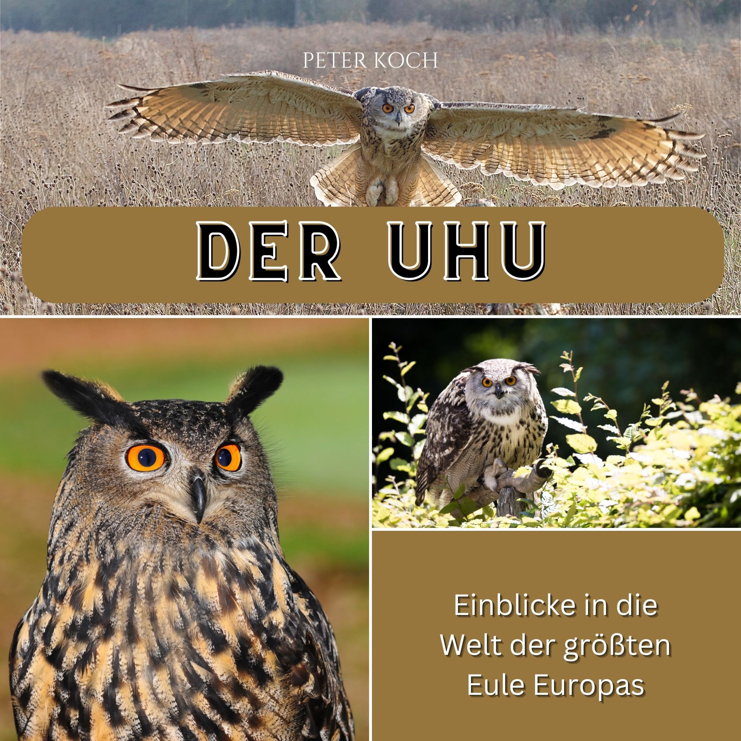 Der Uhu: Einblicke in die Welt der größten Eule Europas Photography