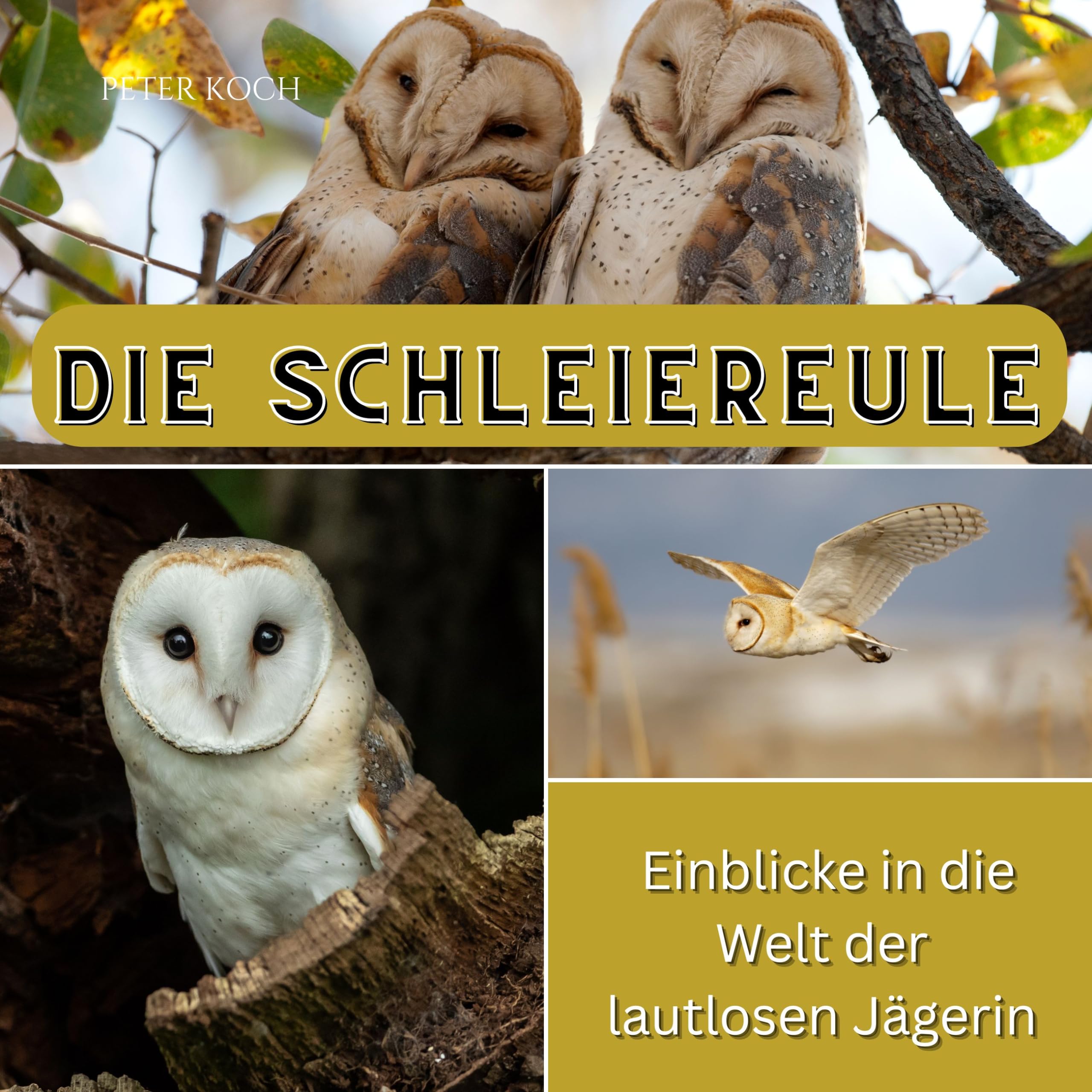 Die Schleiereule: Einblicke in die Welt der lautlosen Jägerin Photography
