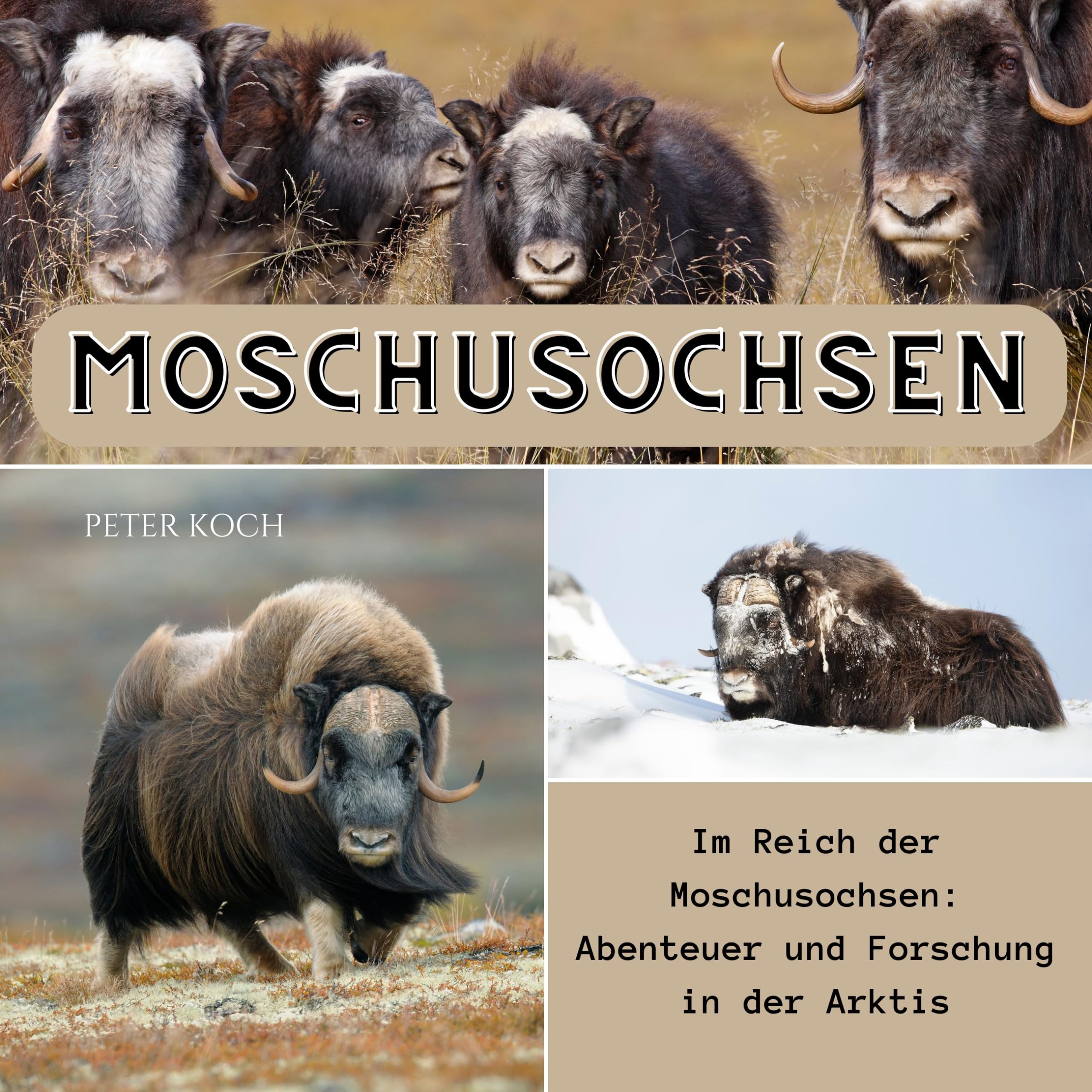 Moschusochsen: Im Reich der Moschusochsen: Abenteuer und Forschung in der Arktis Photography