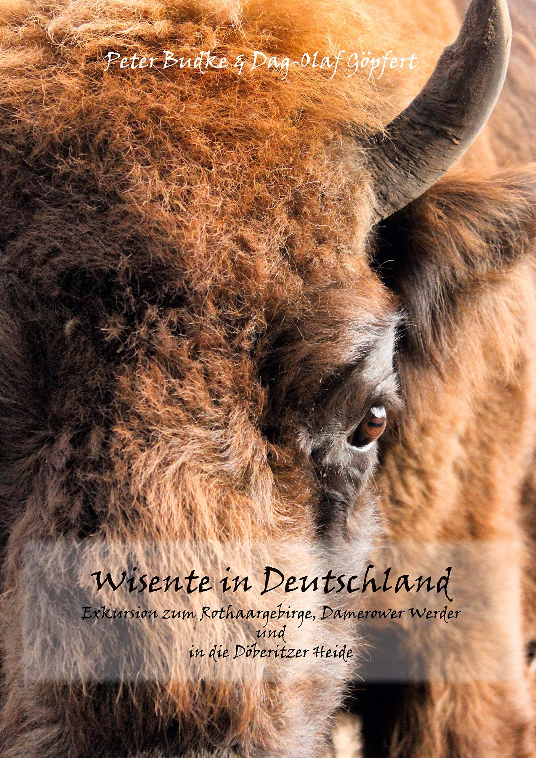 Wisente in Deutschland: Exkursion zum Rothaargebierge, Damerower Werder und in die Döberitzer Heide Photography