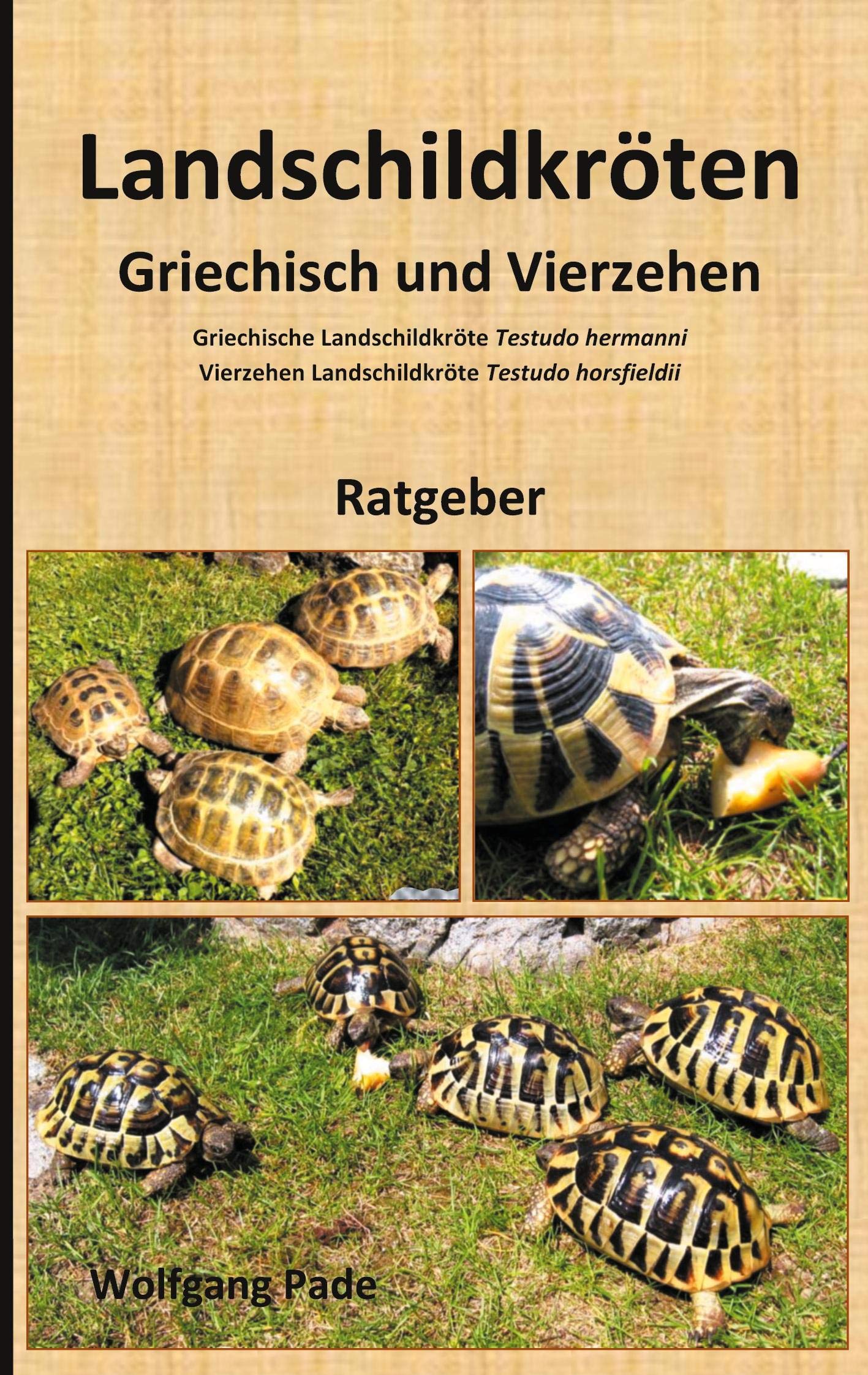 Landschildkröten Griechisch und Vierzehen Natural Sciences