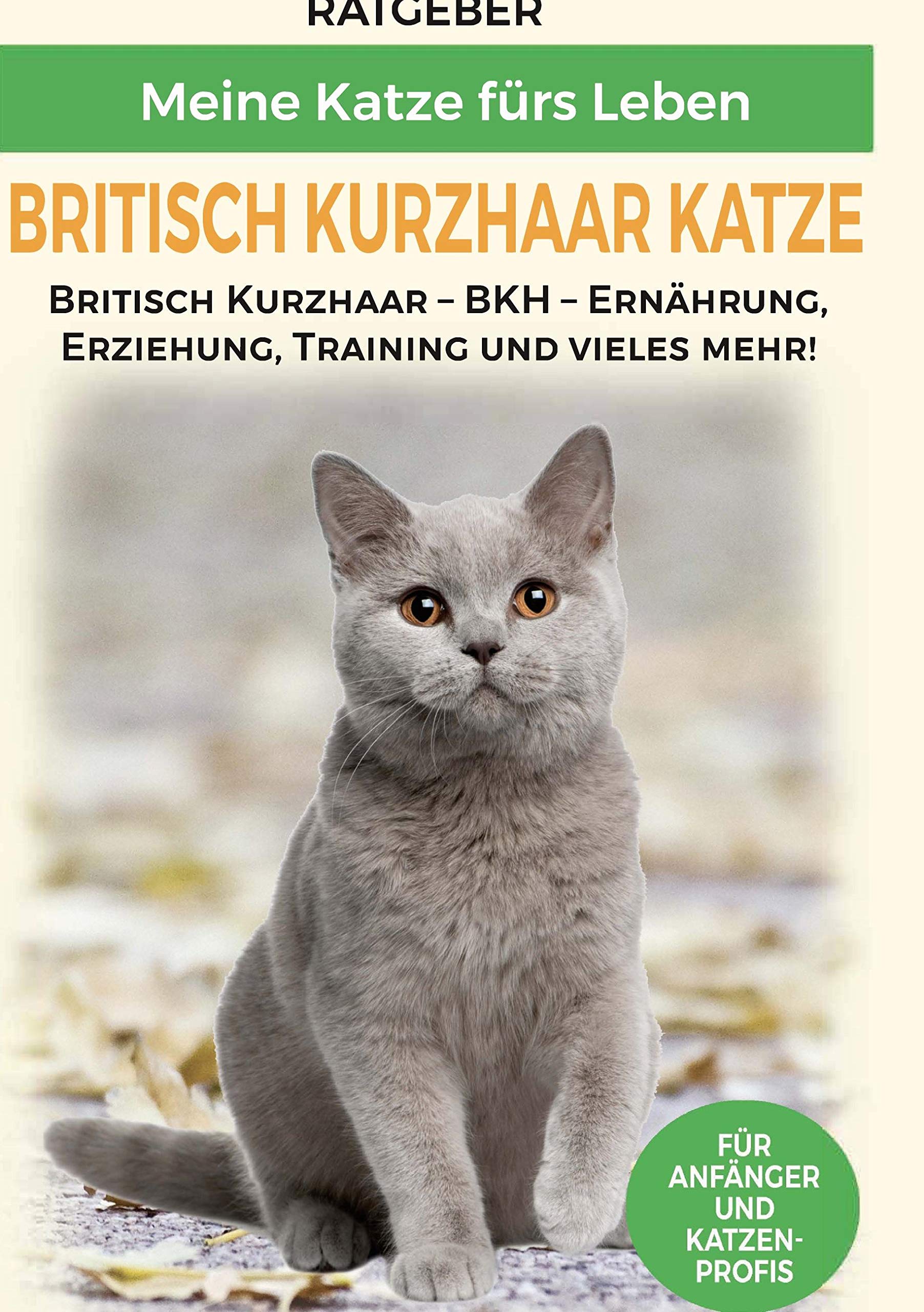 Britisch Kurzhaar Katze Pets