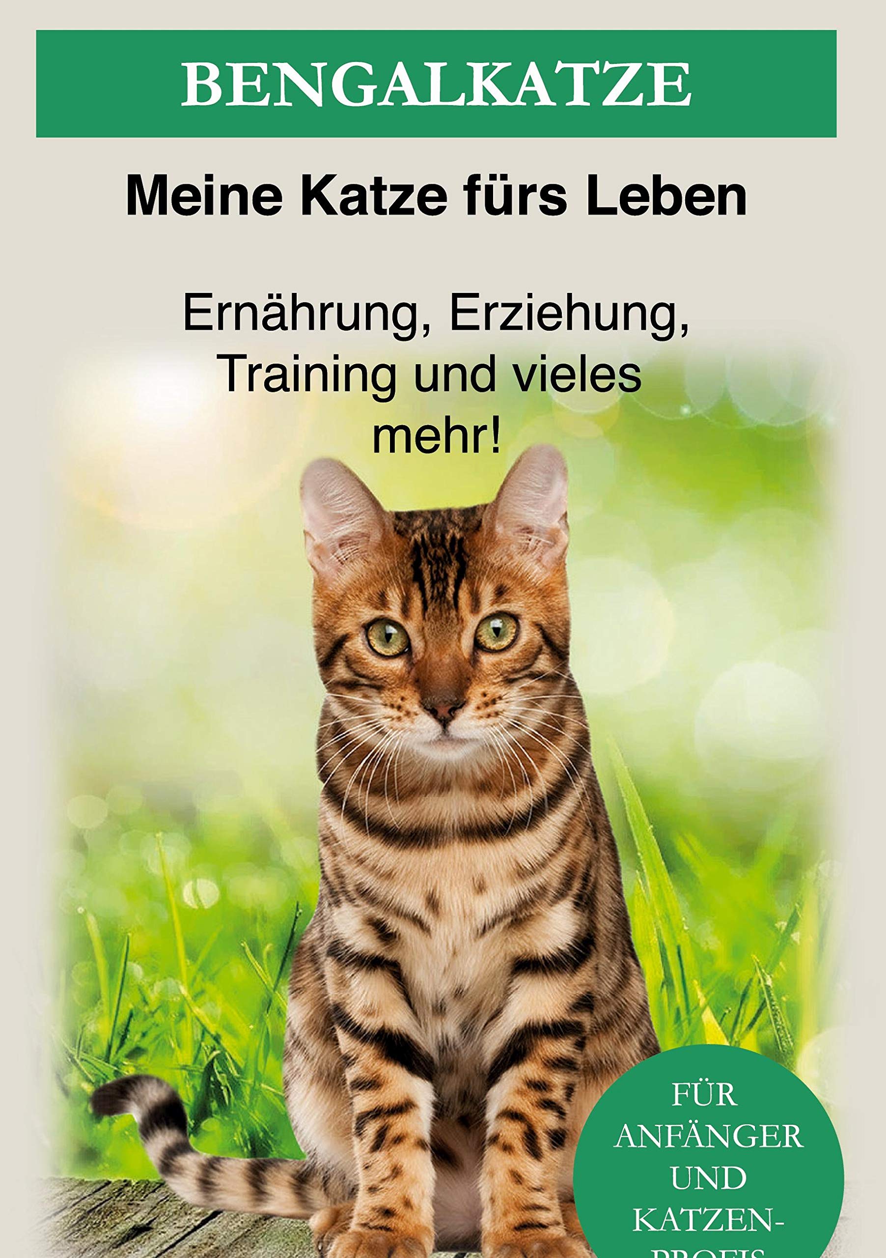 Bengal Katze Pets