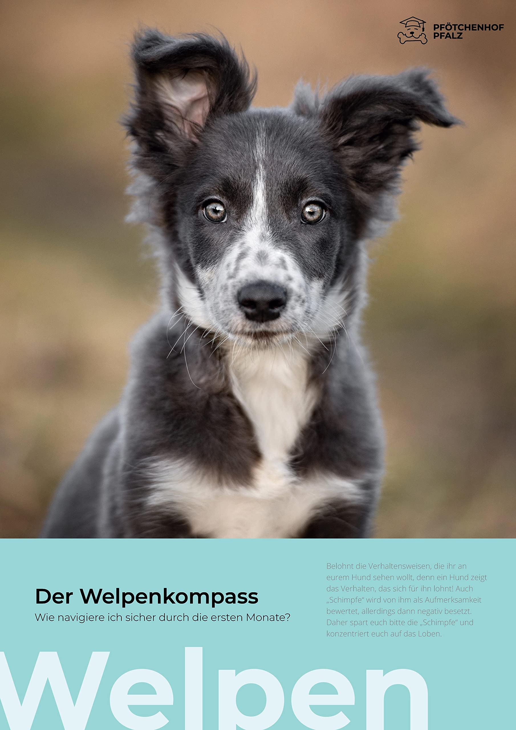 Der Welpenkompass: Wie navigiere ich sicher durch die ersten Monate (Expedition Hund) Pets