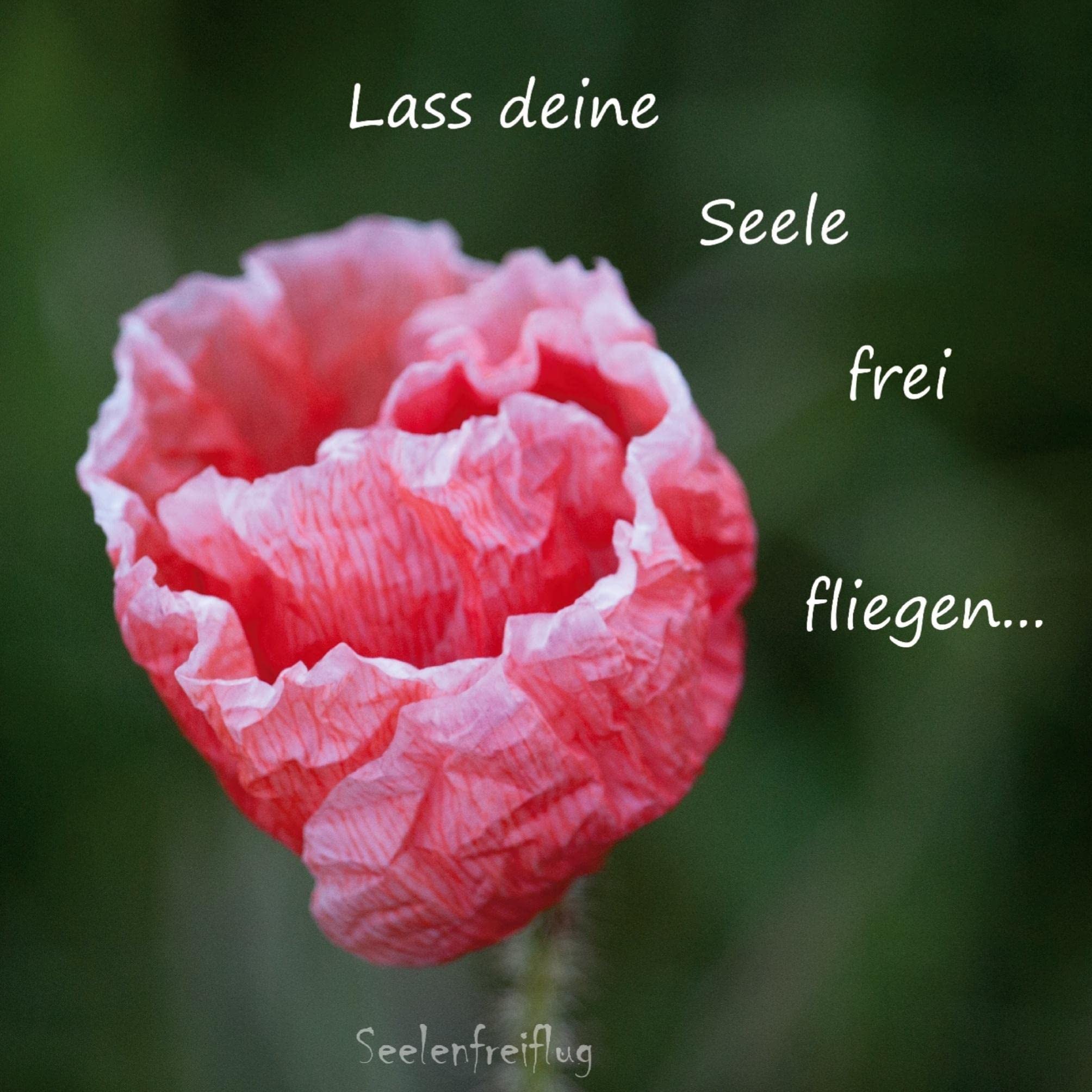 Lass deine Seele frei fliegen: Das Notizbuch Poetry