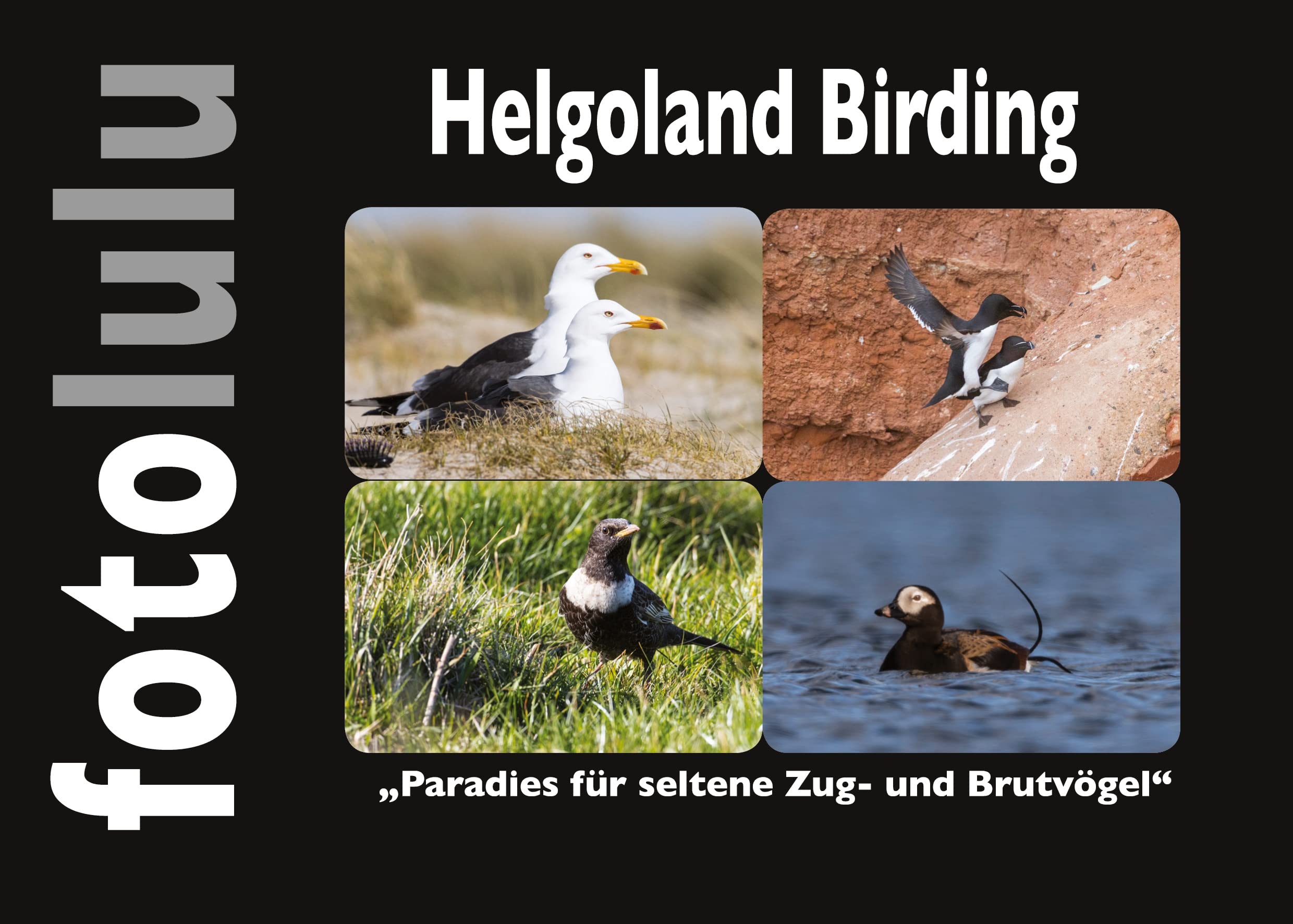 Helgoland Birding: Paradies für seltene Zug- und Brutvögel Architecture