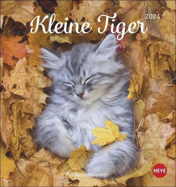 Katzen - Kleine Tiger Postkartenkalender 2024. Entzückende Katzenkinder in einem kleinen Kalender zum Aufhängen oder Aufstellen. Tierischer Postkarten-Fotokalender für Katzenfans. Calendars