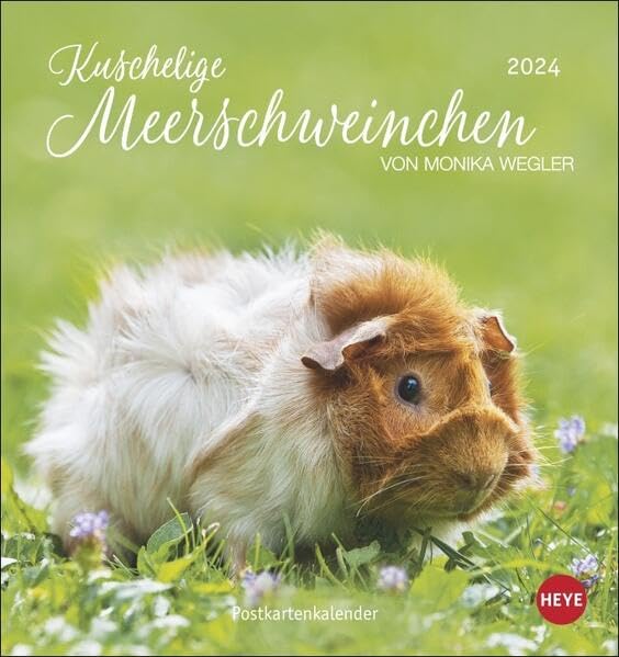 Kuschelige Meerschweinchen Postkartenkalender 2024 von Monika Wegler. Kleiner Kalender mit Porträts der putzigen Nager. Jeden Monat eine neue Postkarte aus dem Fotokalender. Pets