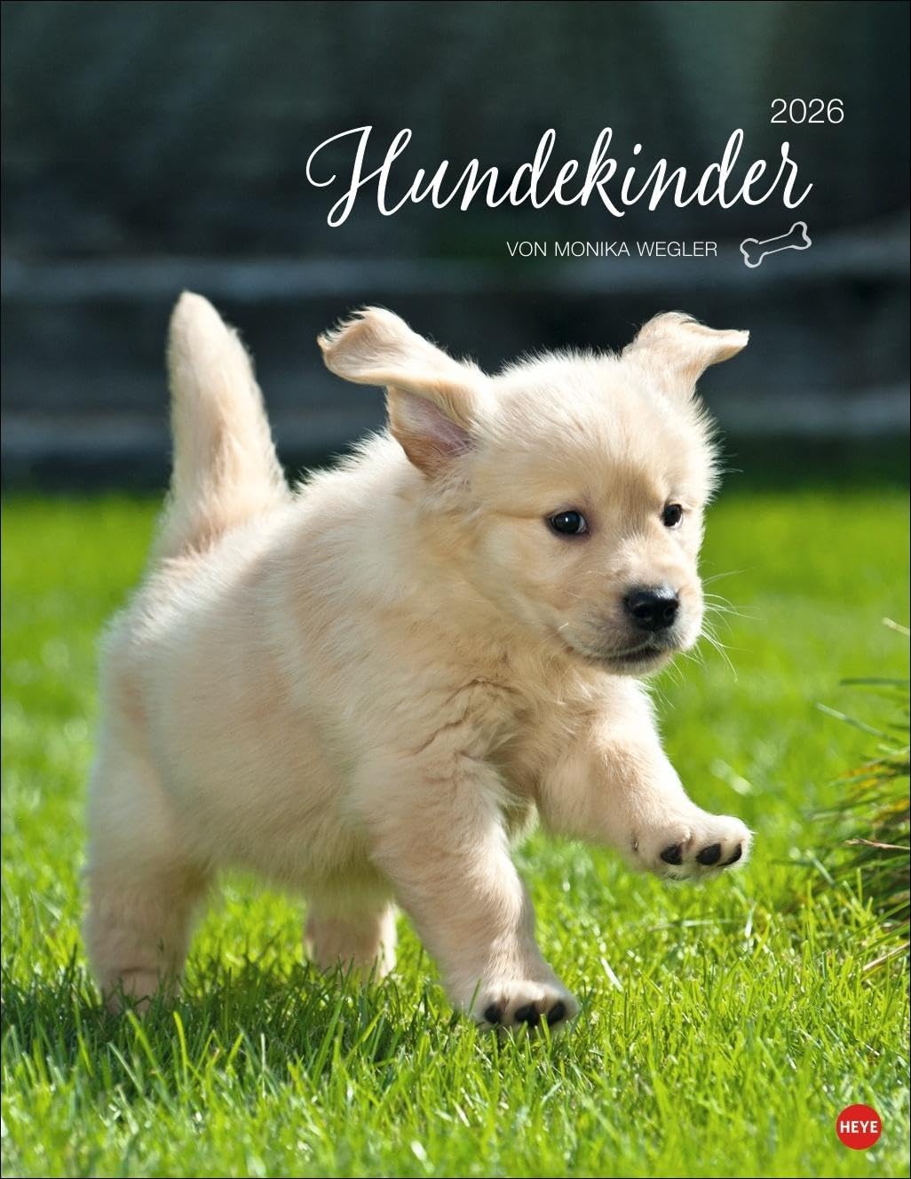 Hundekinder Posterkalender 2026: von Monika Wegler. Welpen-Fotos zum Dahinschmelzen in einem Wandkalender. Posterkalender mit Hundeporträts für alle Fans der Fellnasen. Pets