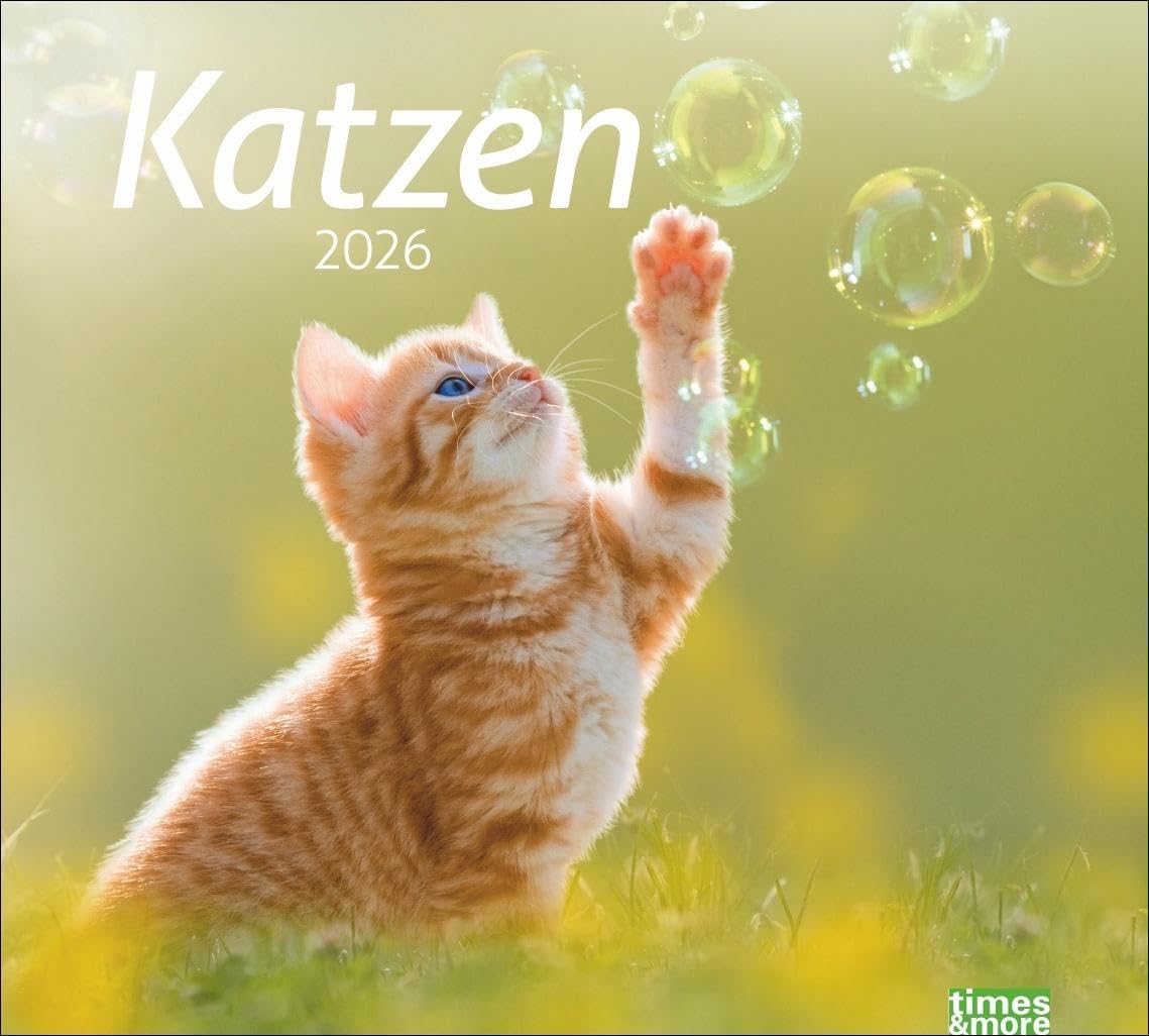 times&more Katzen Bildkalender 2026: Süße Samtpfoten im Wandkalender 2026. Kalender für Katzenfans - jeden Monat ein Hingucker. Hochwertiger ... Format 30 x 27 cm (times&more Kalender Heye) Pets