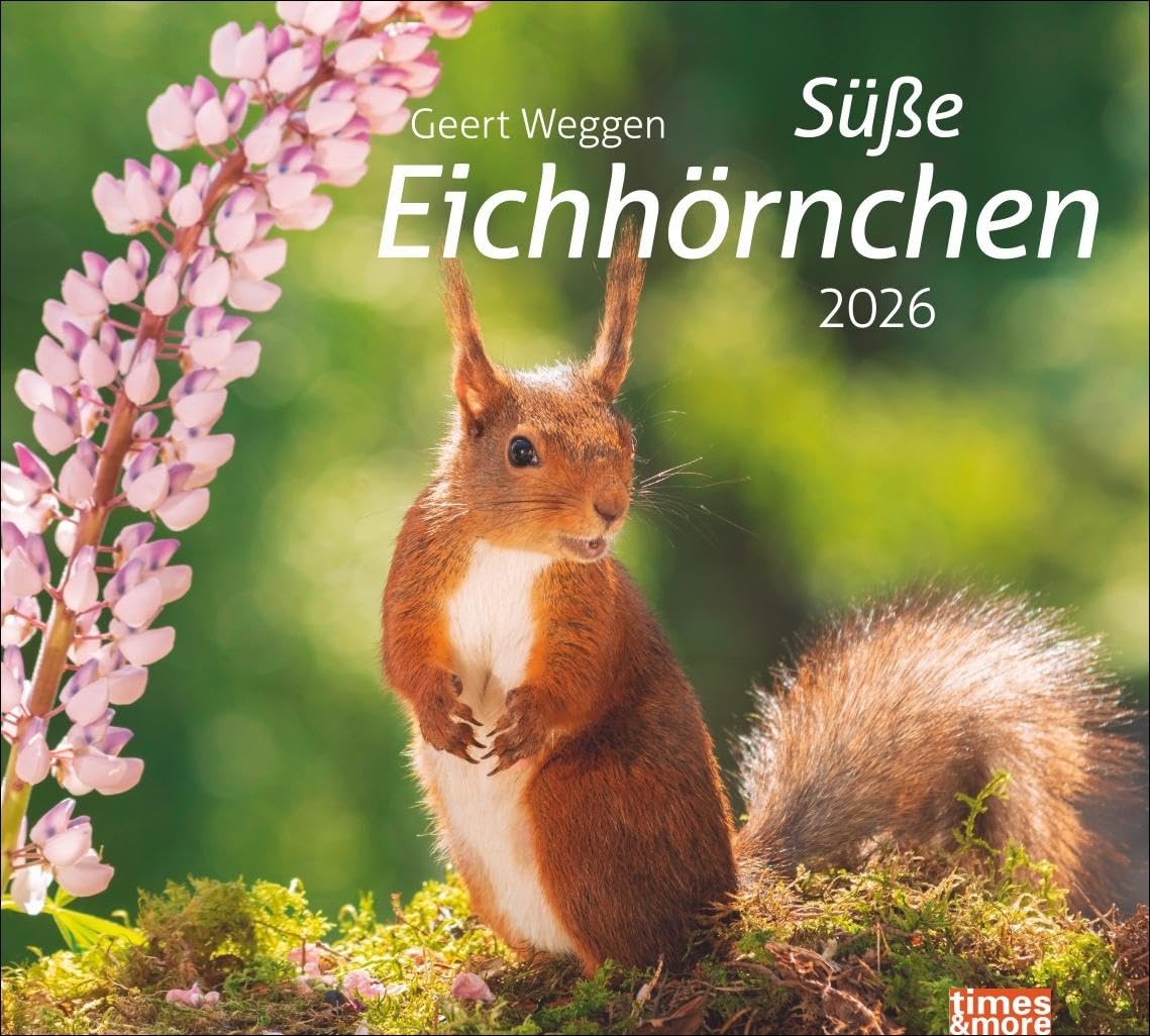times&more Eichhörnchen Bildkalender 2026: Die niedlichen Waldbewohner in einem dekorativen Wandkalender, fotografiert von Geert Weggen. times&more Tier-Kalender. (times&more Kalender Heye) Leisure, Home & Garden