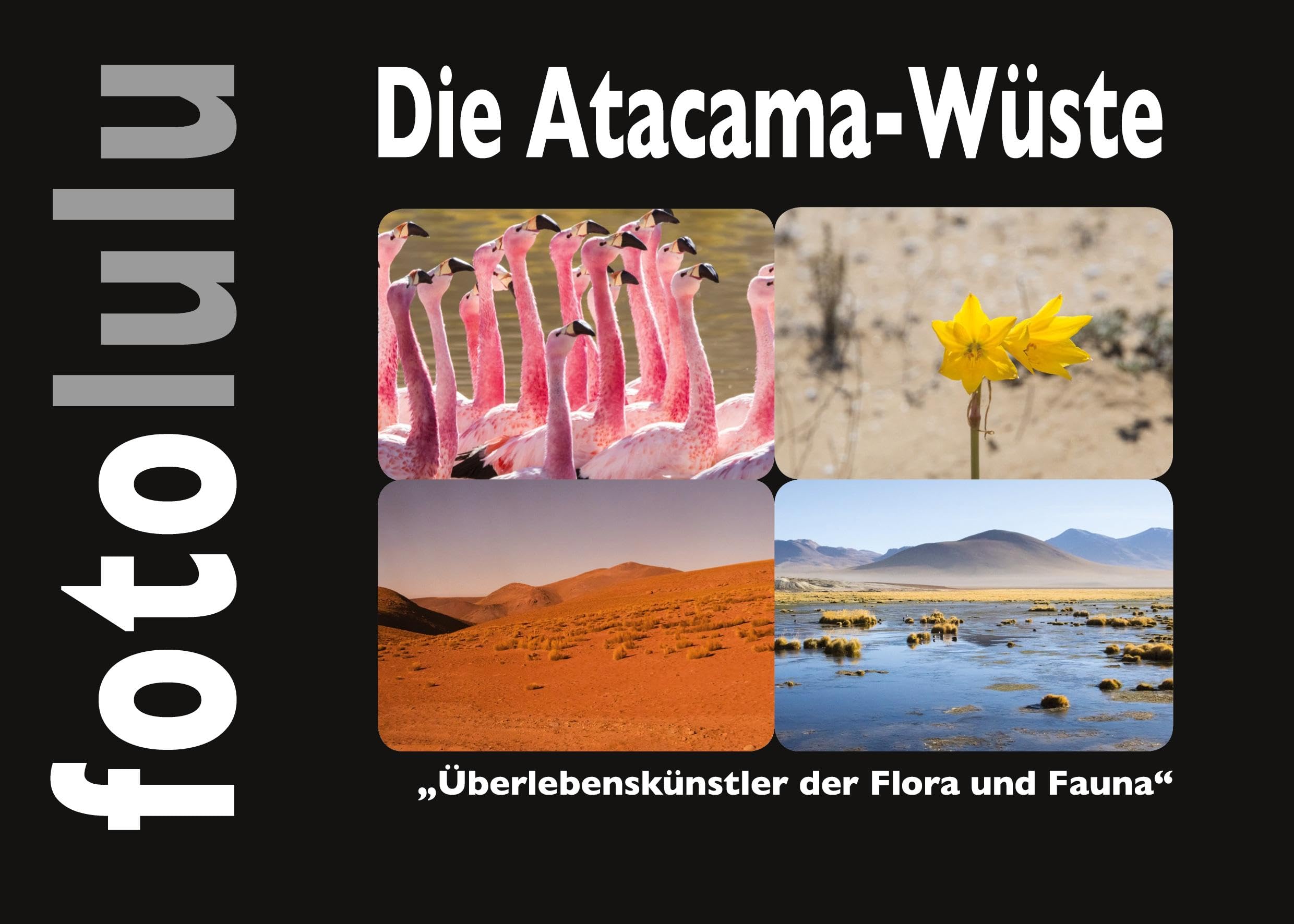 Die Atacama-Wüste: Überlebenskünstler der Flora und Fauna Leisure, Home & Garden