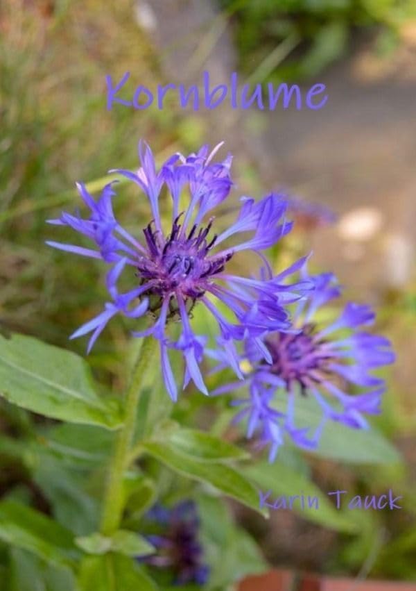 Kornblume: Eine Liebesgeschichte Contemporary literature