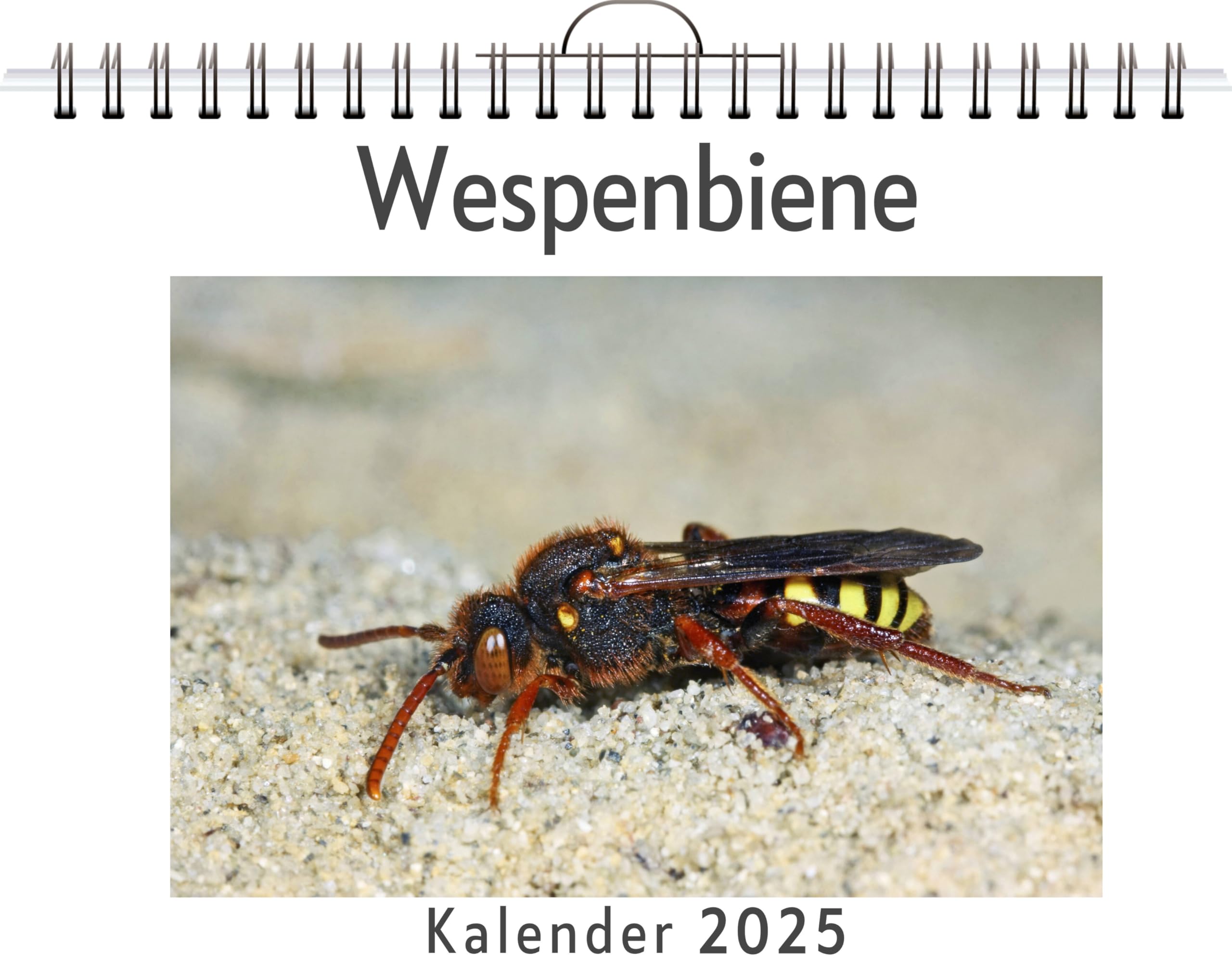 Wespenbiene - (Wandkalender 2025, Kalender DIN A4 quer, Monatskalender im Querformat mit Kalendarium, das perfekte Geschenk) Leisure, Home & Garden