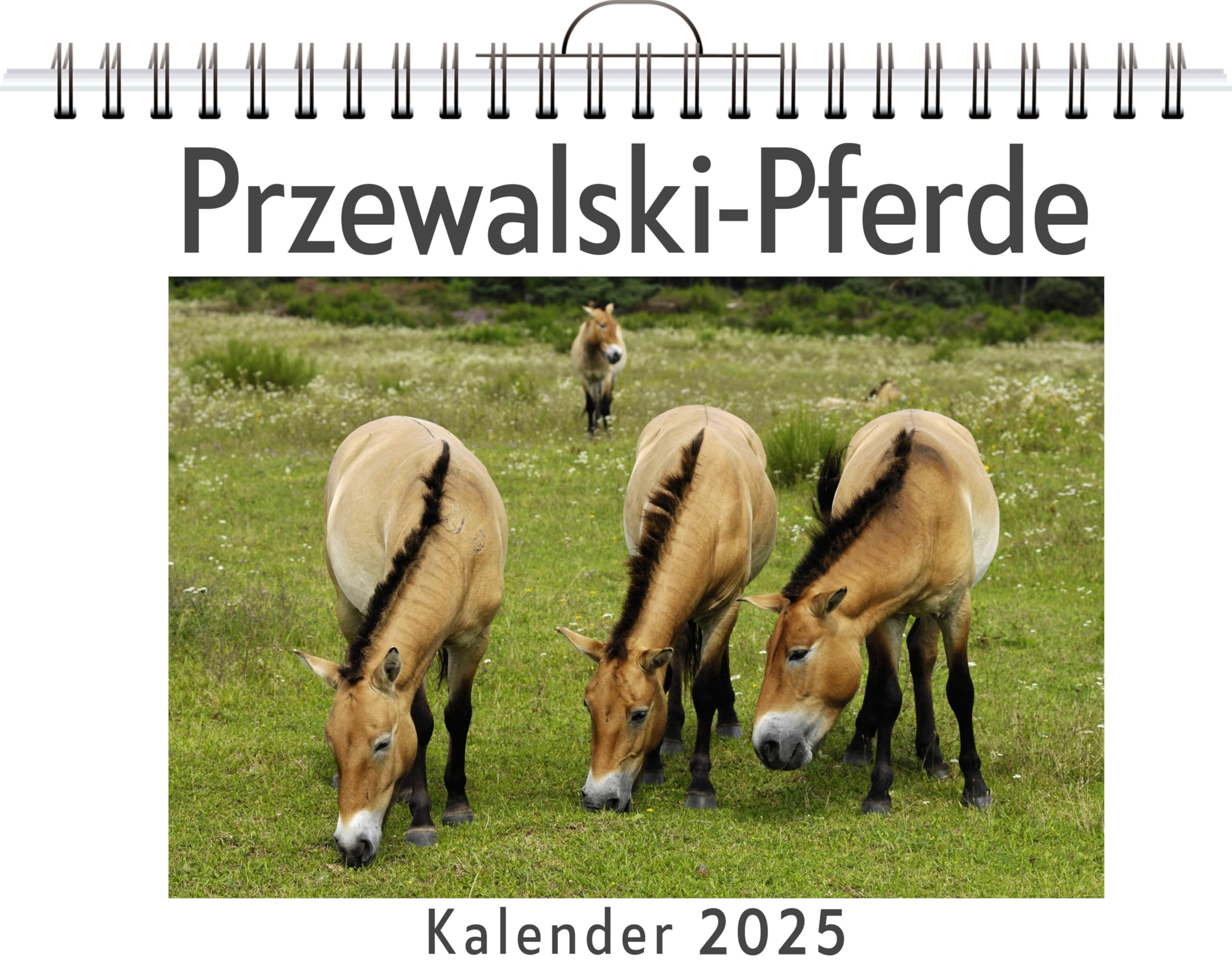 Przewalski-Pferde - (Wandkalender 2025, Kalender DIN A4 quer, Monatskalender im Querformat mit Kalendarium, das perfekte Geschenk) Leisure, Home & Garden