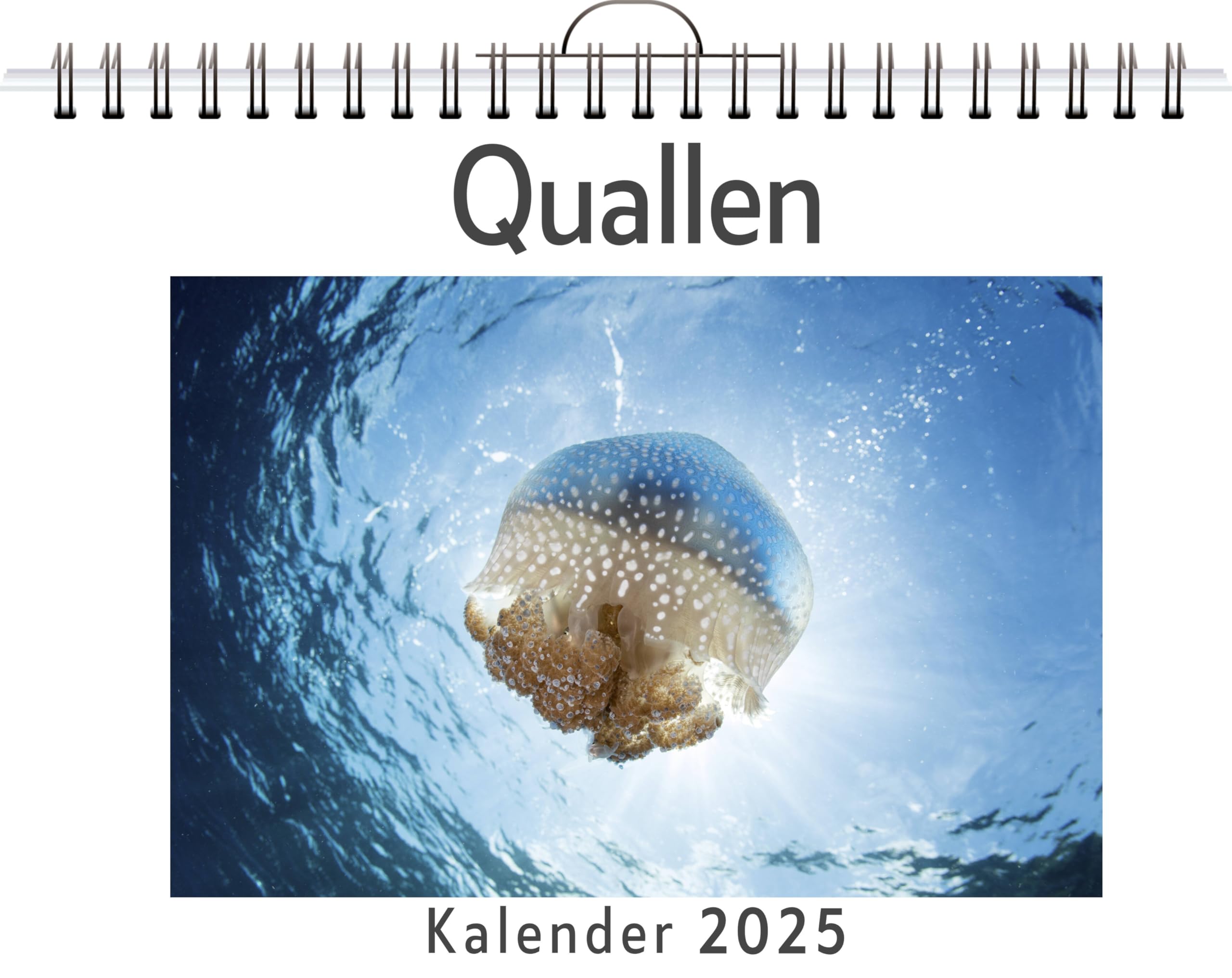 Quallen - (Wandkalender 2025, Kalender DIN A4 quer, Monatskalender im Querformat mit Kalendarium, das perfekte Geschenk) Leisure, Home & Garden