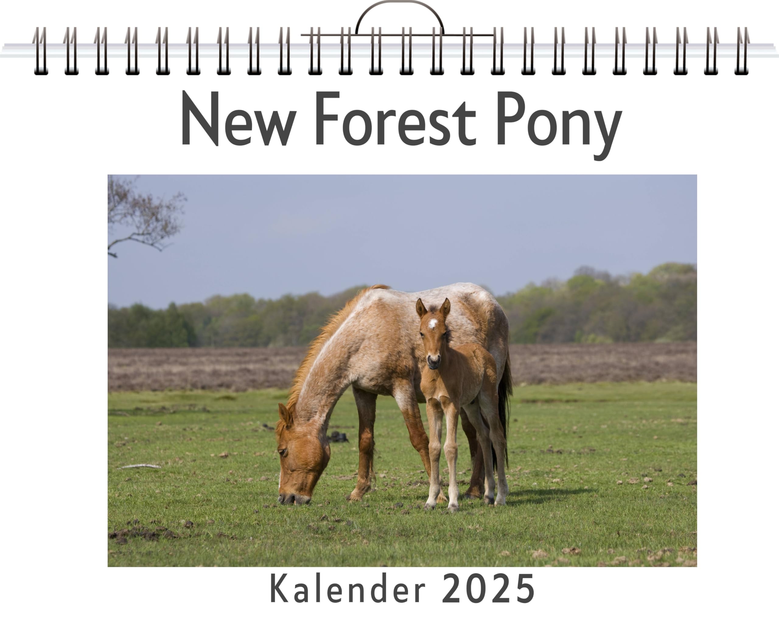 New Forest Pony - (Wandkalender 2025, Kalender DIN A4 quer, Monatskalender im Querformat mit Kalendarium, das perfekte Geschenk) Leisure, Home & Garden