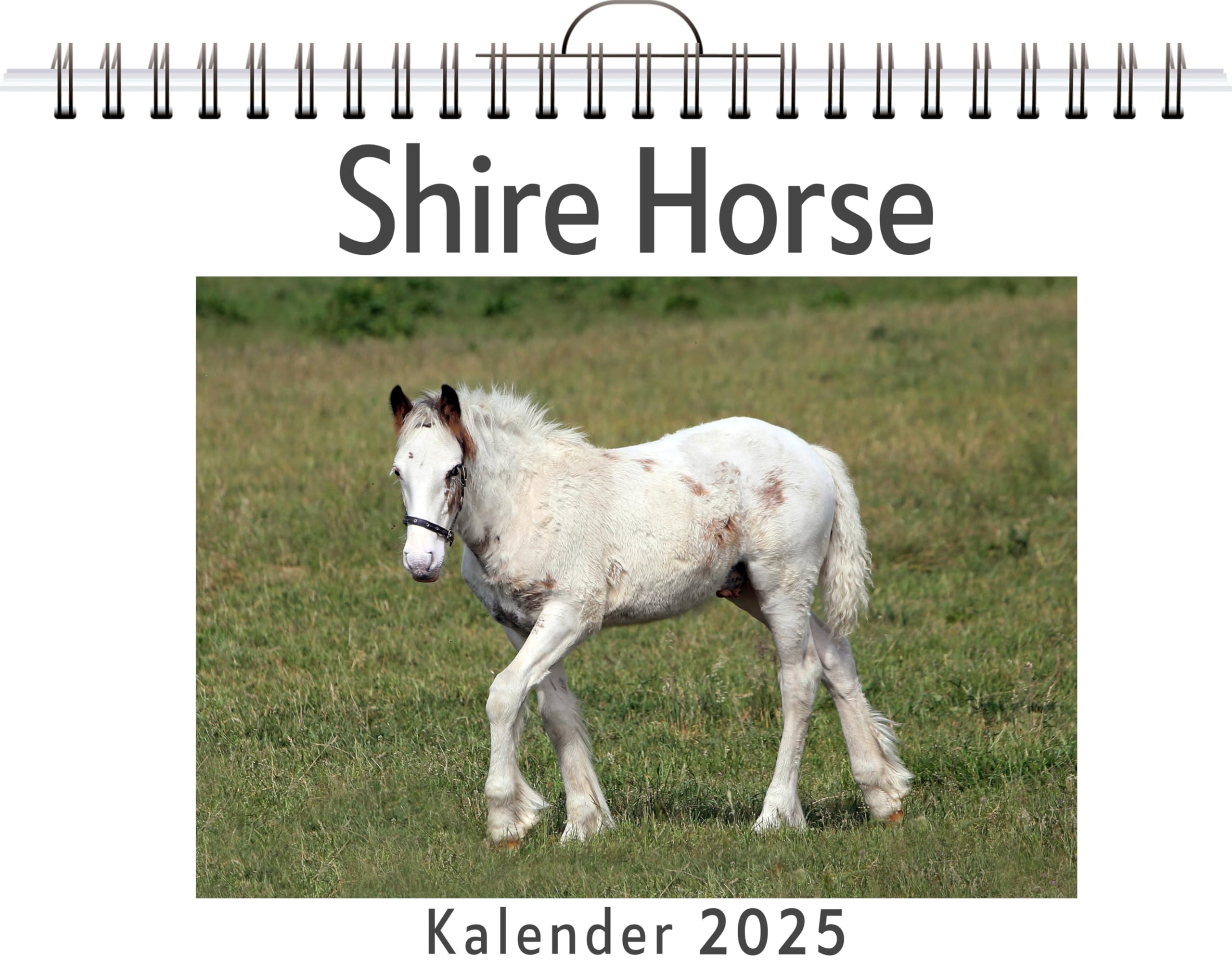 Shire Horse - (Wandkalender 2025, Kalender DIN A4 quer, Monatskalender im Querformat mit Kalendarium, das perfekte Geschenk) Leisure, Home & Garden