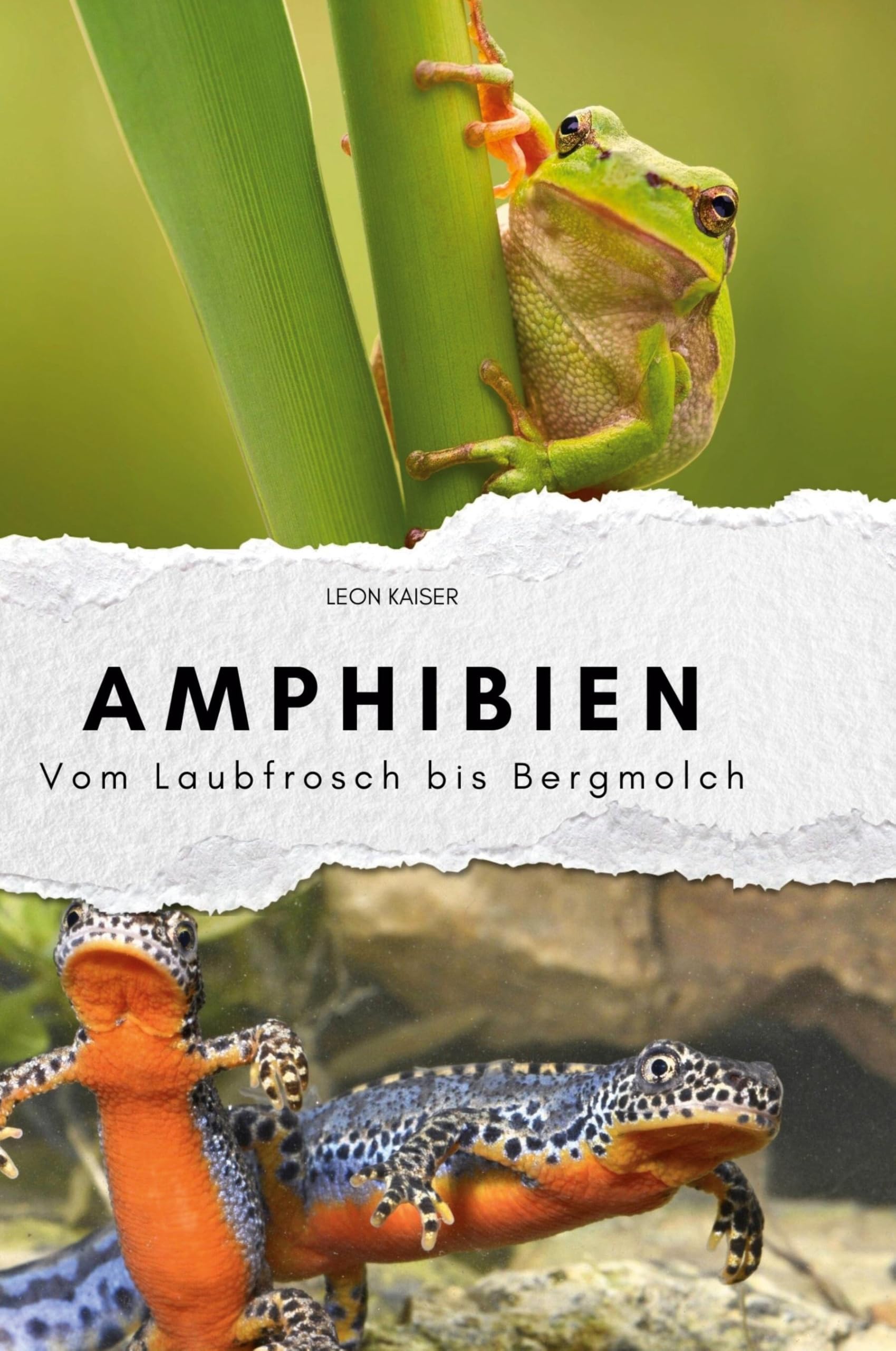 Amphibien: Vom Laubfrosch bis Bergmolch Memories