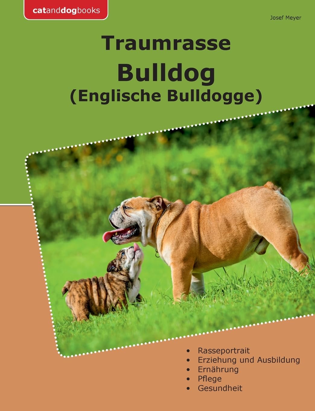 Traumrasse Bulldog: Englische Bulldogge Pets