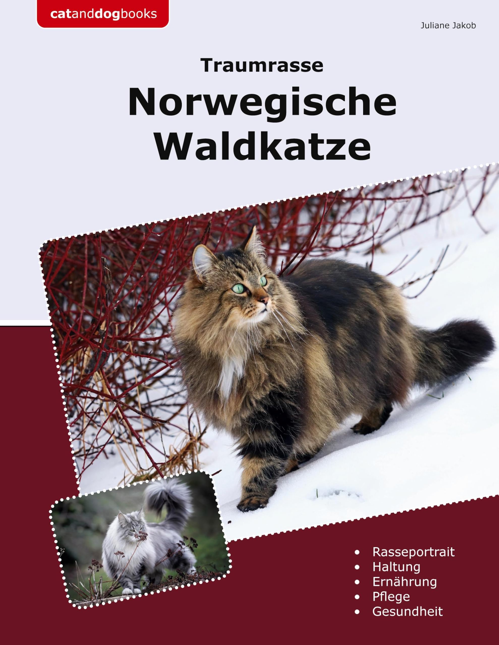 Traumrasse Norwegische Waldkatze Pets