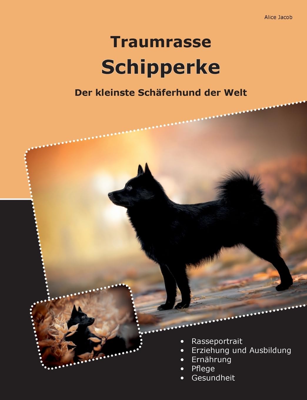 Product Image: Traumrasse Schipperke