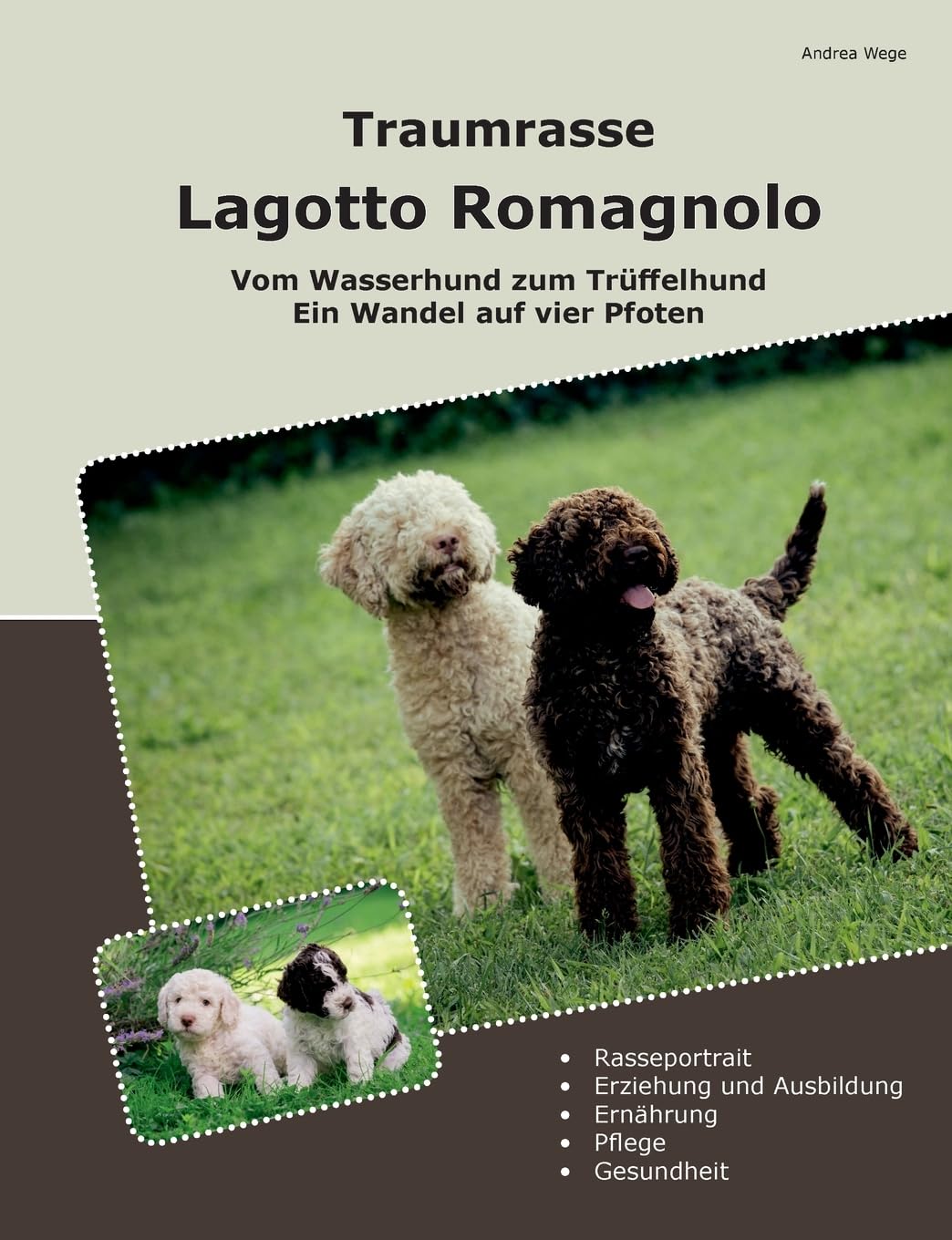Traumrasse Lagotto Romagnolo Pets