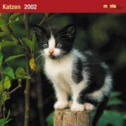 Kalender, Katzen, Broschürenkalender: Mit Nutzkalendarium dtsch.-engl. (monte von DUMONT) Calendars