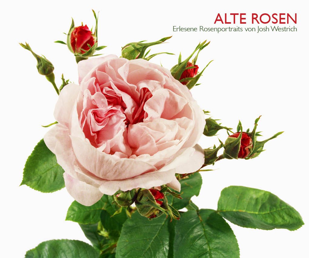 Alte Rosen: Rosenportraits. Mit e. Vorw. v. Charles Quest-Ritson Film, Art & Culture
