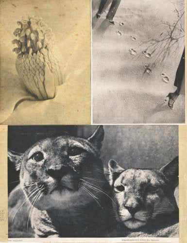 Hanna Höch: Album Photography