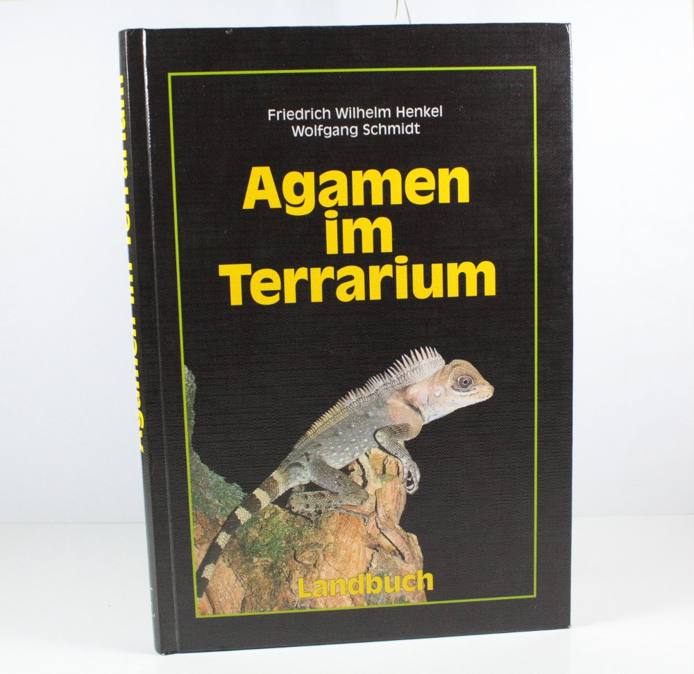 Agamen im Terrarium Pets