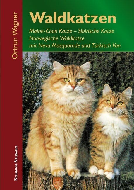 Waldkatzen: Maine-Coon Katze, Sibirische Katze, Norwegische Waldkatze mit Neva Masquarade und Türkisch Van Pets