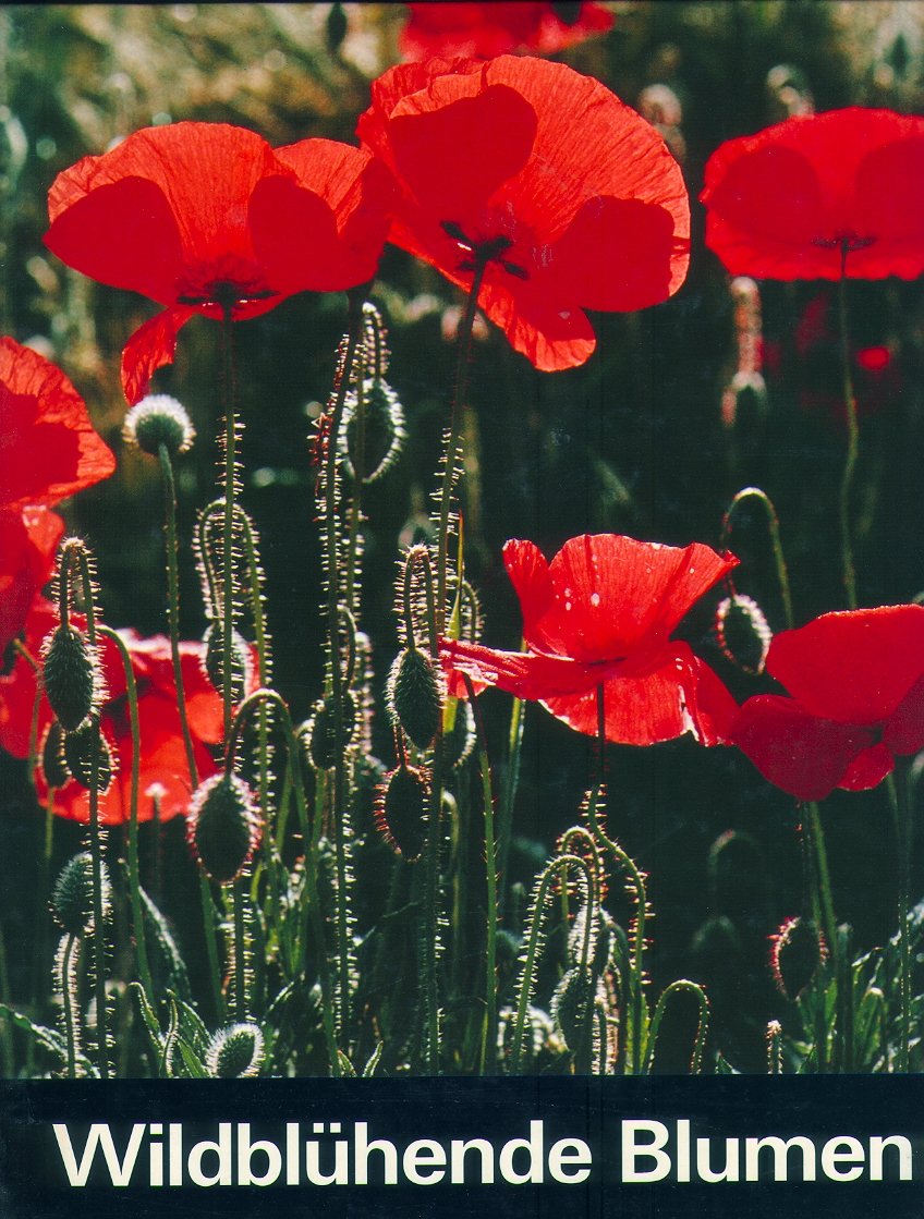 Wildblühende Blumen: Fotografischer Streifzug durch unsere Umgebung Natural Sciences