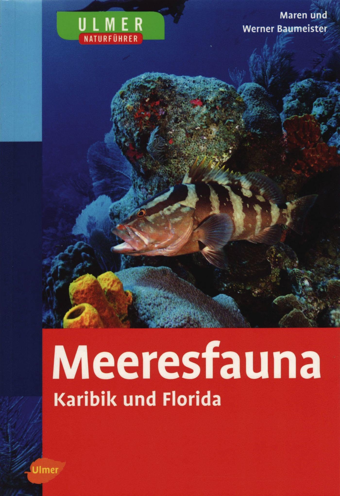 Meeresfauna Karibik und Florida Leisure, Home & Garden