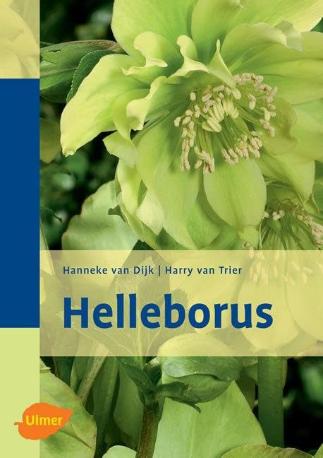 Product Image: Helleborus